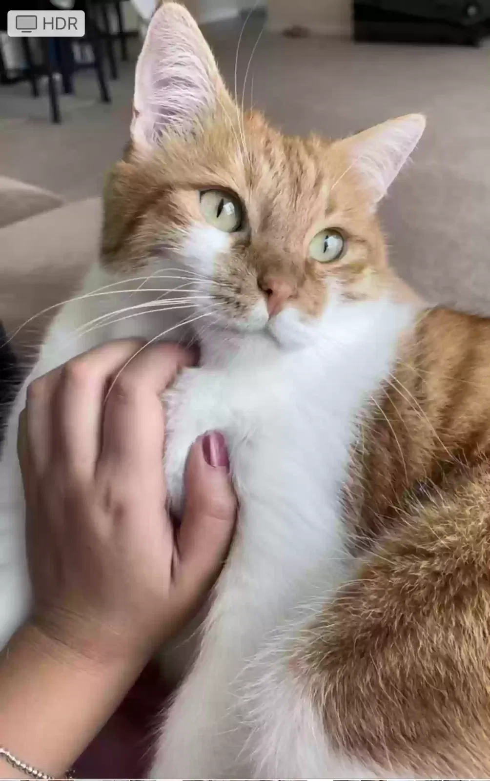 Lost cat in Fort Wayne, IN, 46845