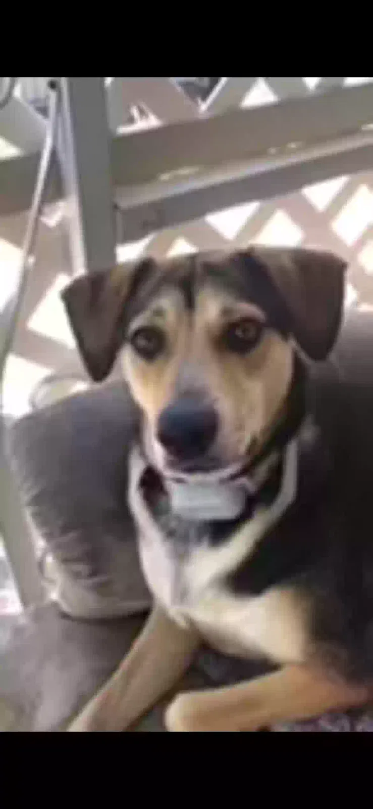 Lost dog in Phoenix, AZ, 85050