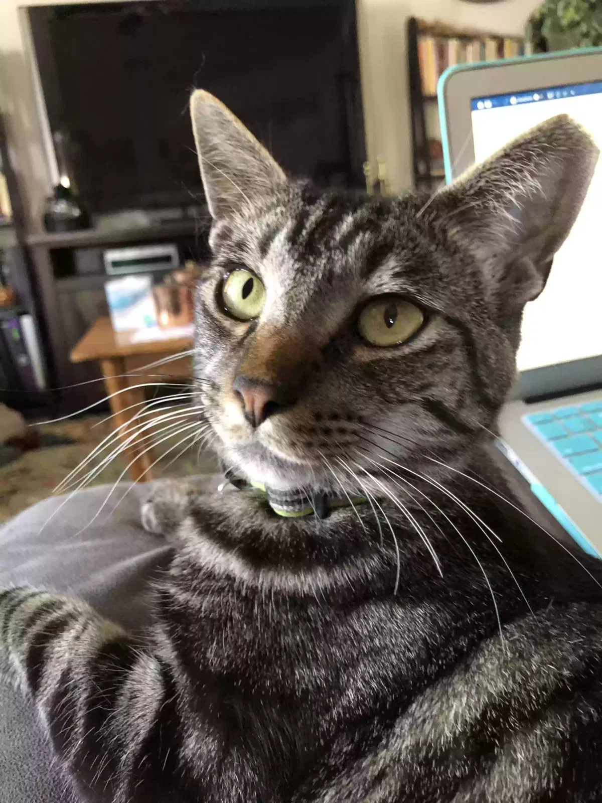 Lost cat in Las Vegas, NV, 89104