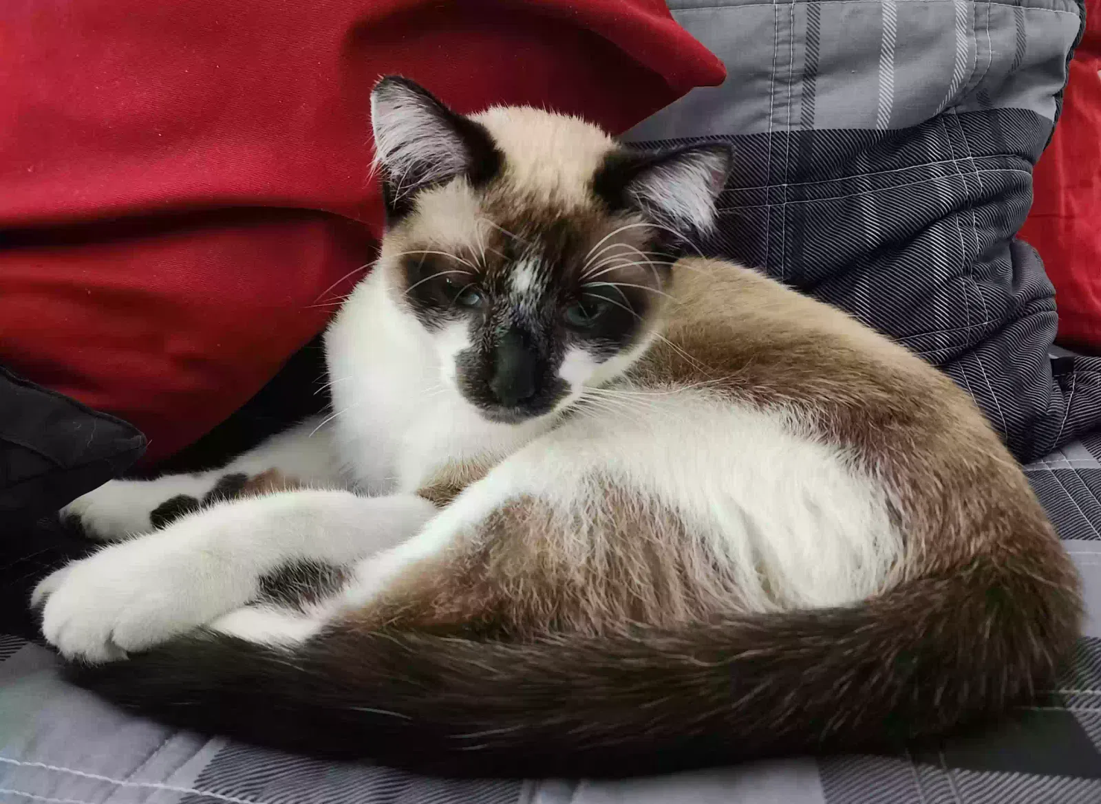 Lost cat in Sacramento, CA, 95828