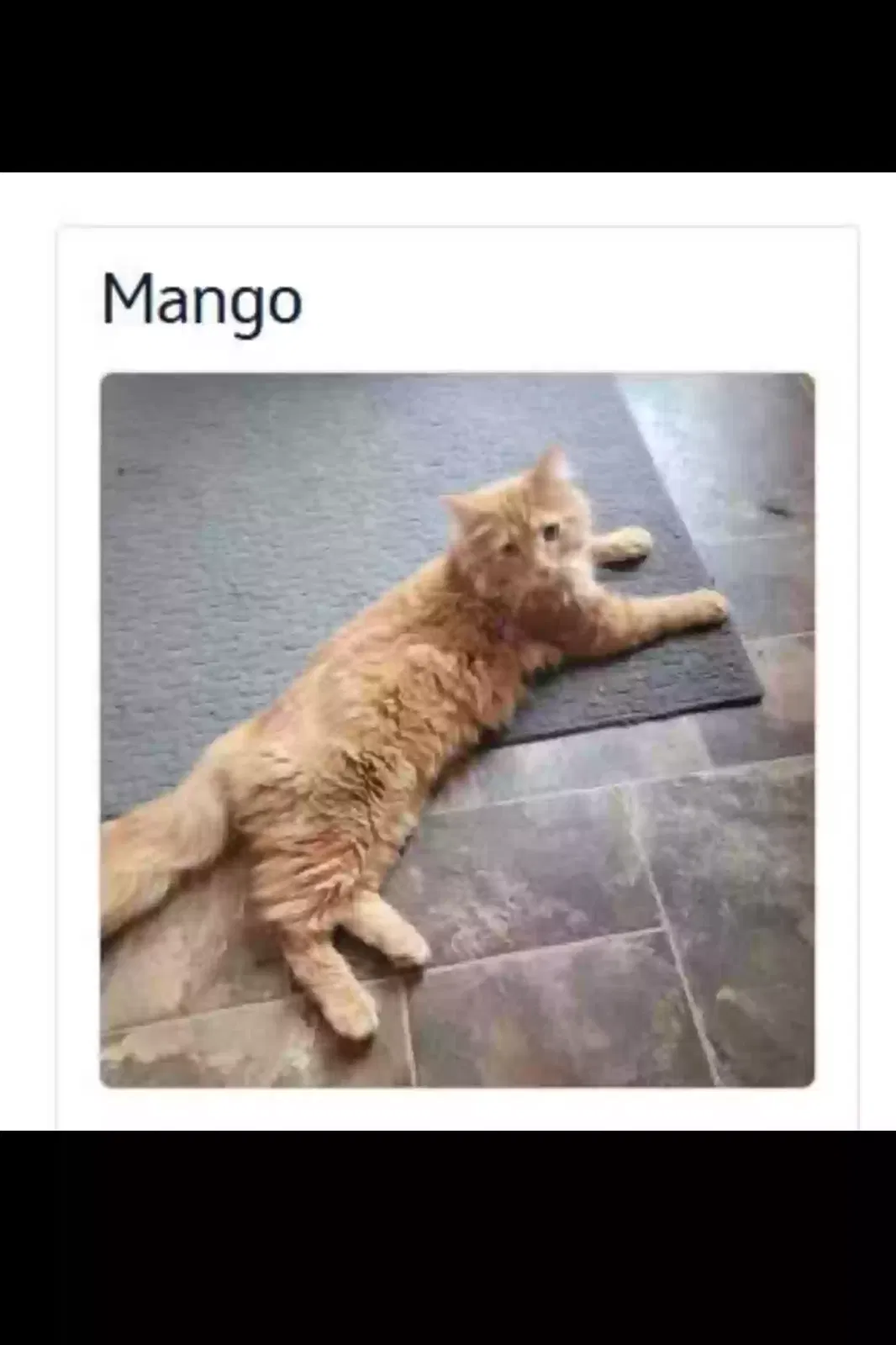 Lost cat in Bedford, TX, 76021