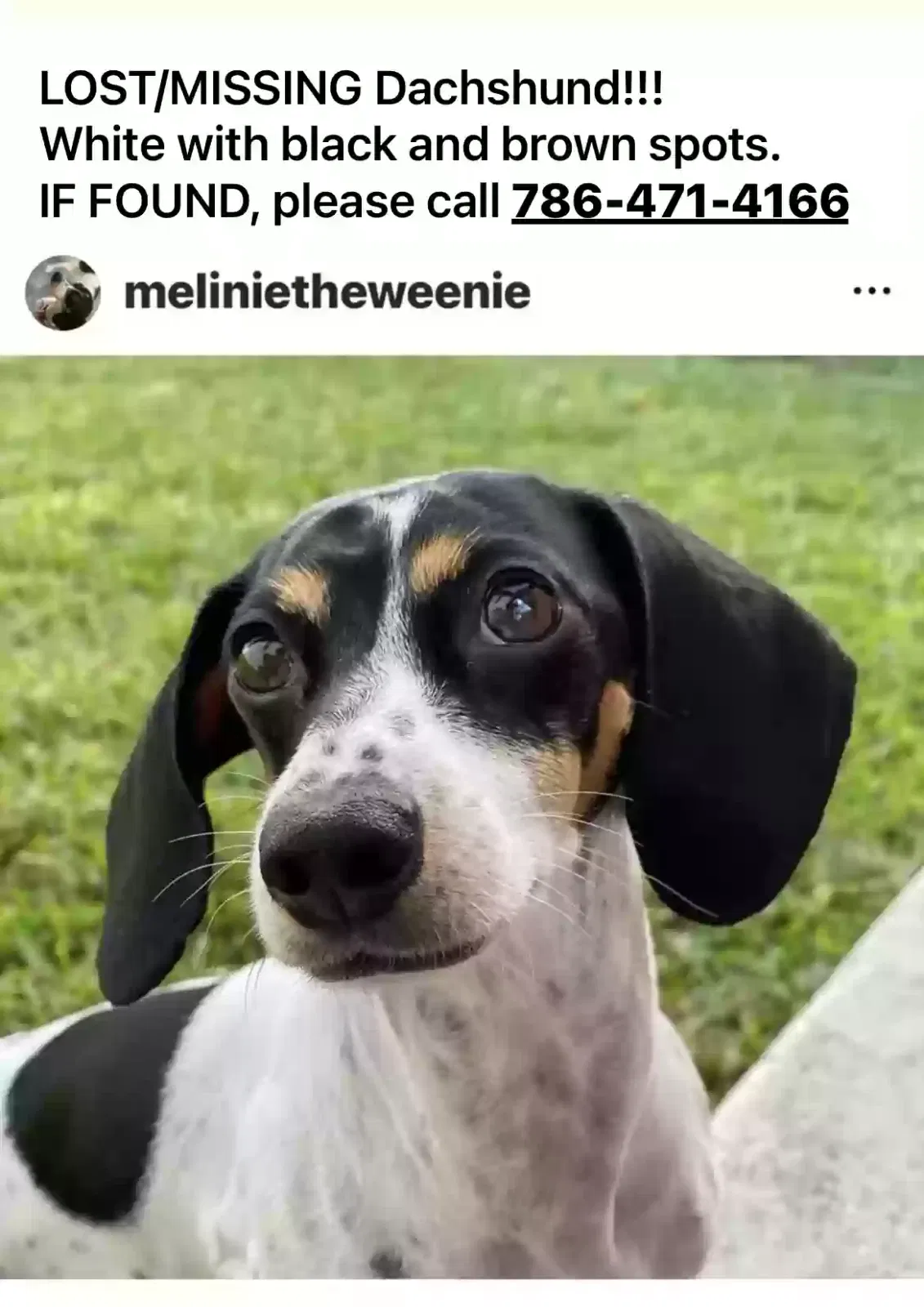 Lost dog in Miami, FL, 33145