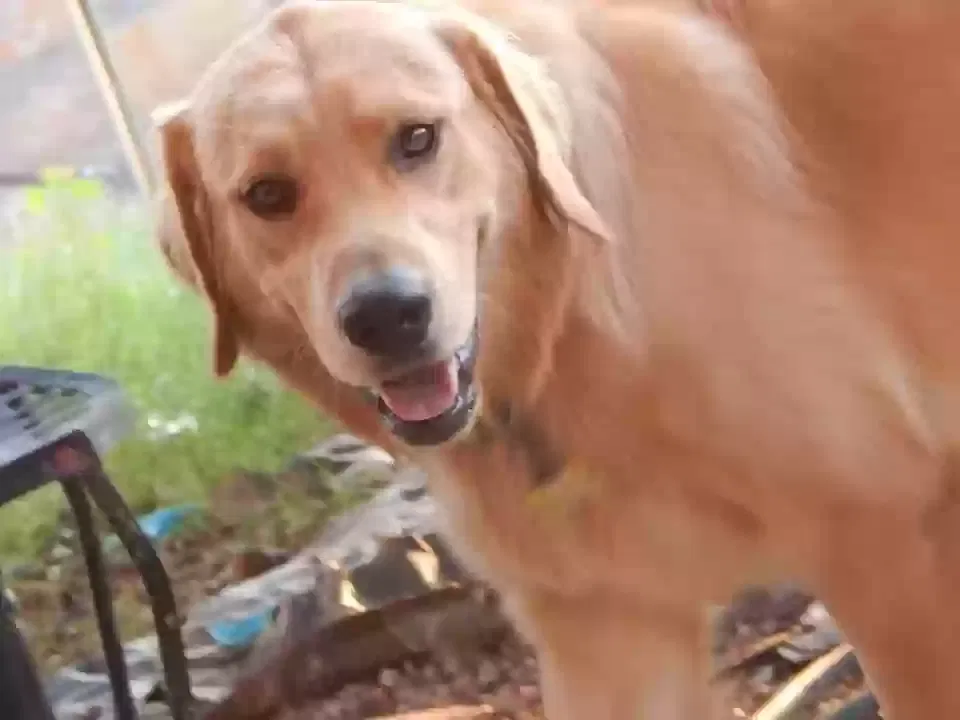 Lost dog in El Paso, TX, 79928