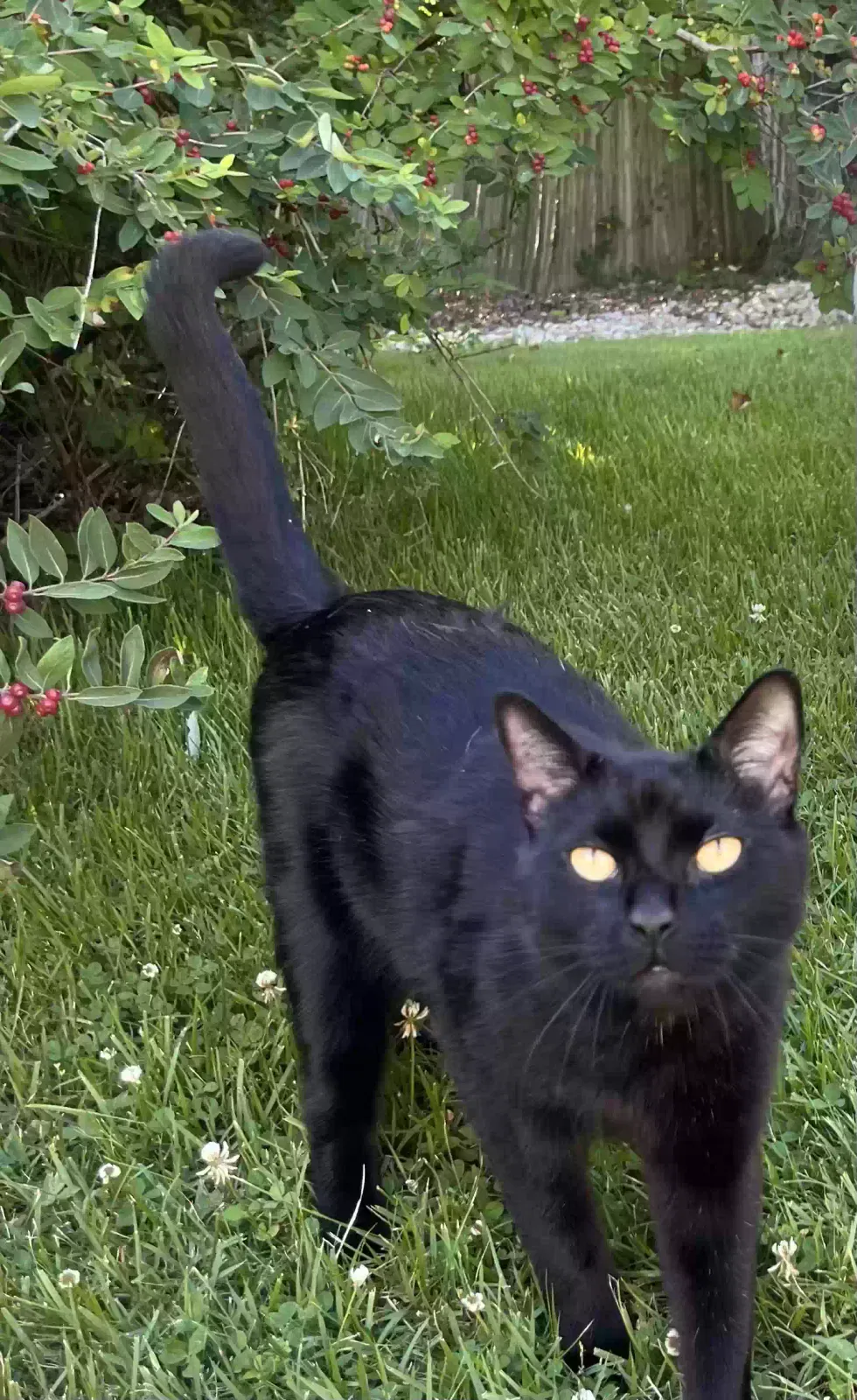Lost cat in Norristown, PA, 19403