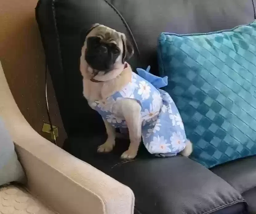 Lost dog in San Antonio, TX, 78238
