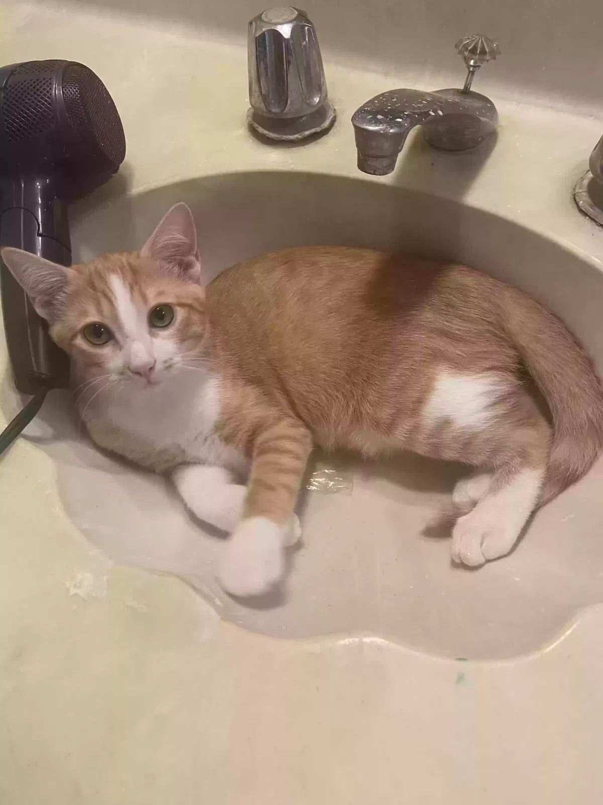 Lost cat in Okemah, OK, 74859