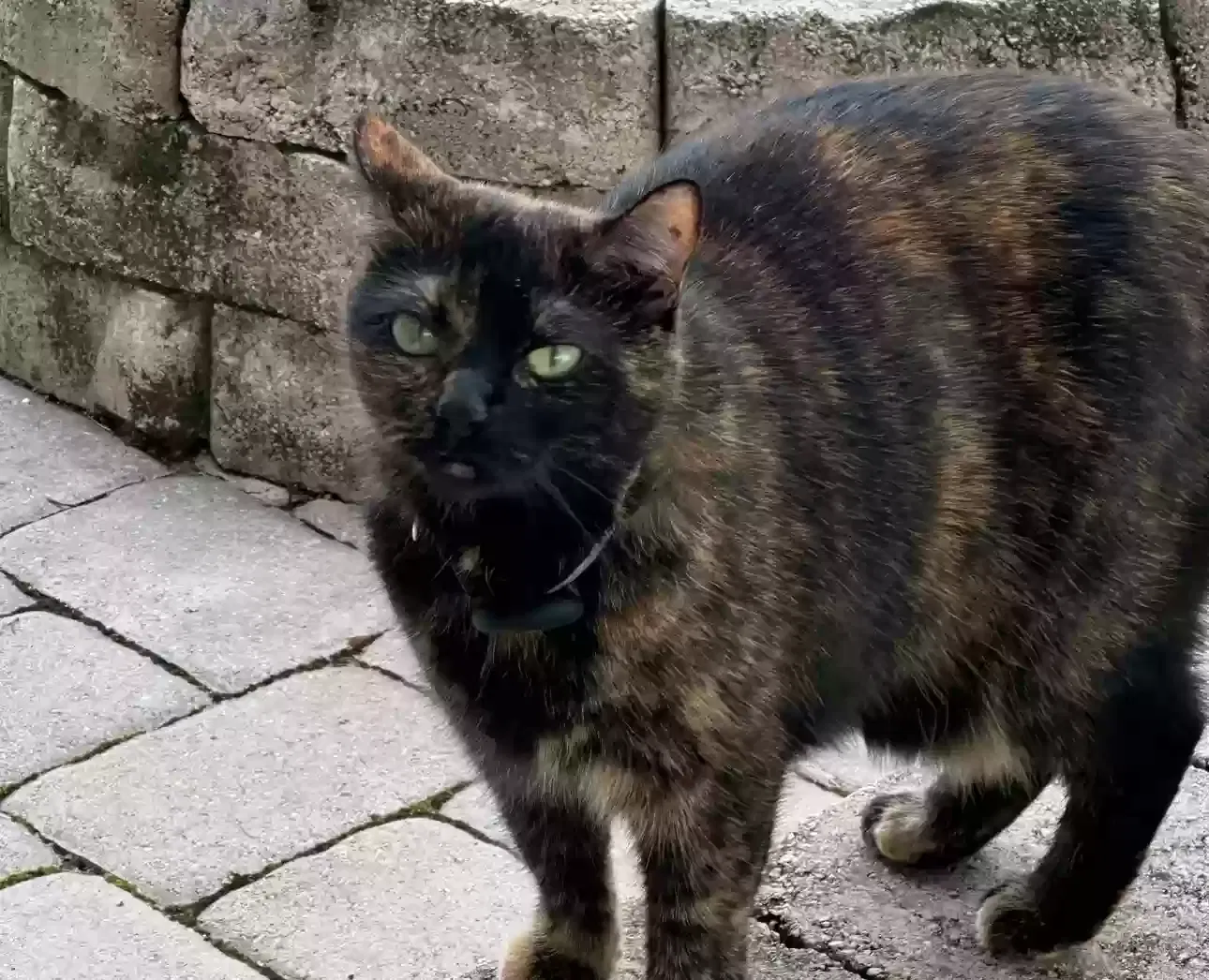 Lost cat in Umatilla, FL, 32784