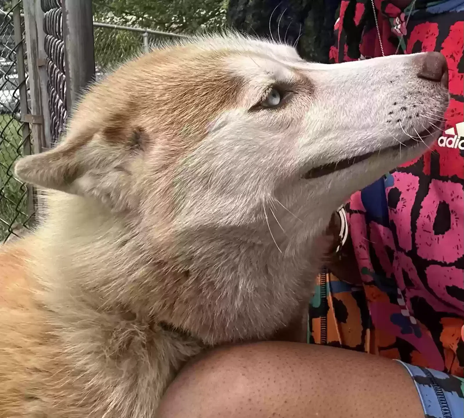 Lost dog in Merrillville, IN, 46410