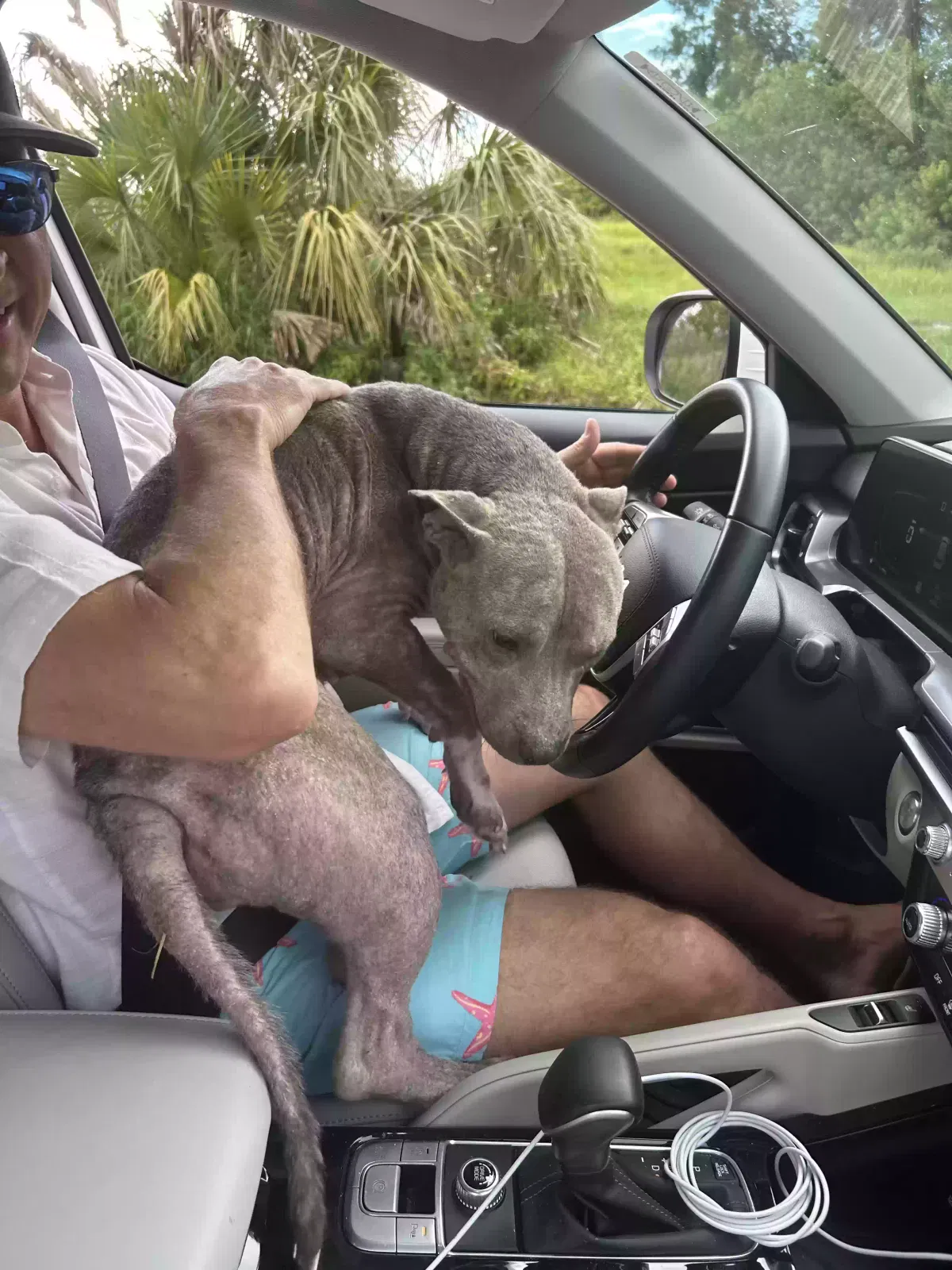 Found dog in Apollo Beach, FL, 33572