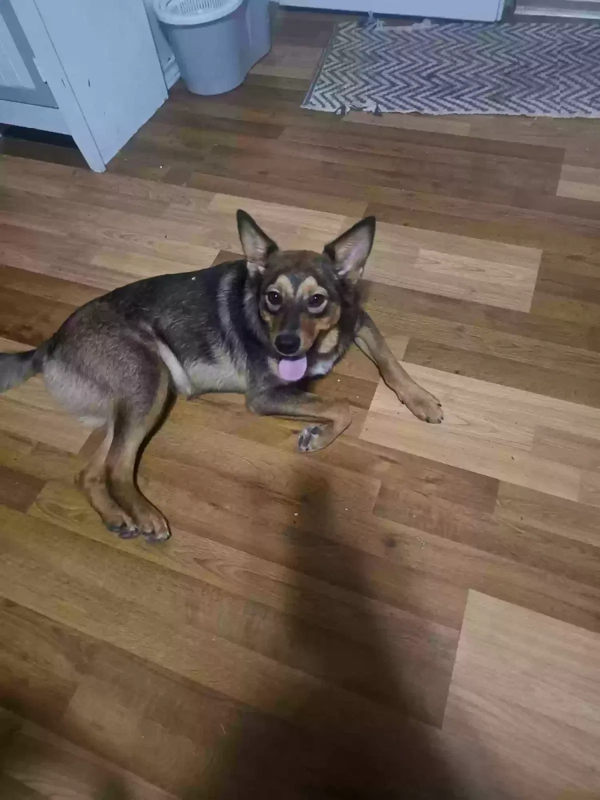 Lost dog in Killeen, TX, 76542
