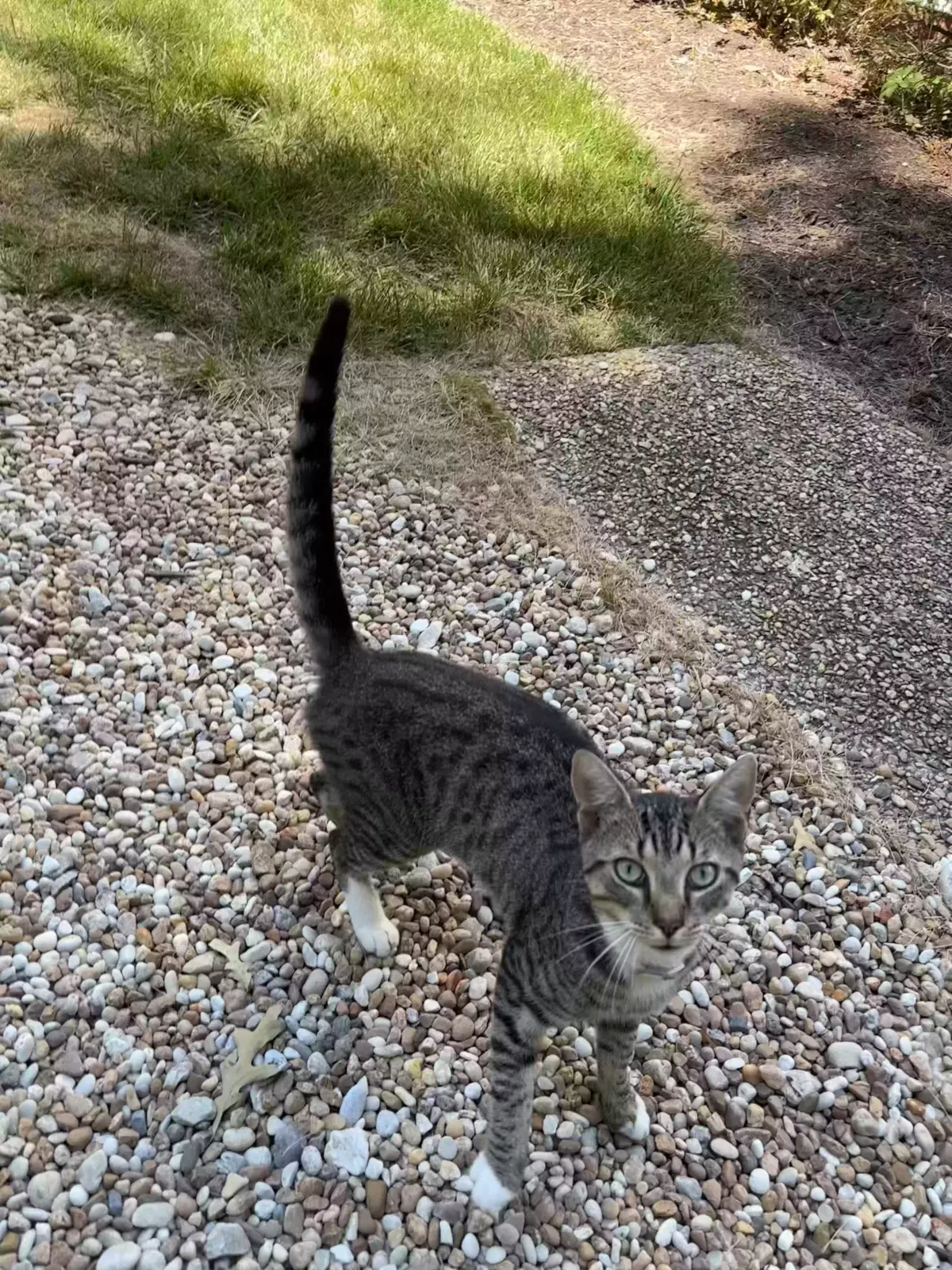 Lost cat in Richmond, VA, 23225