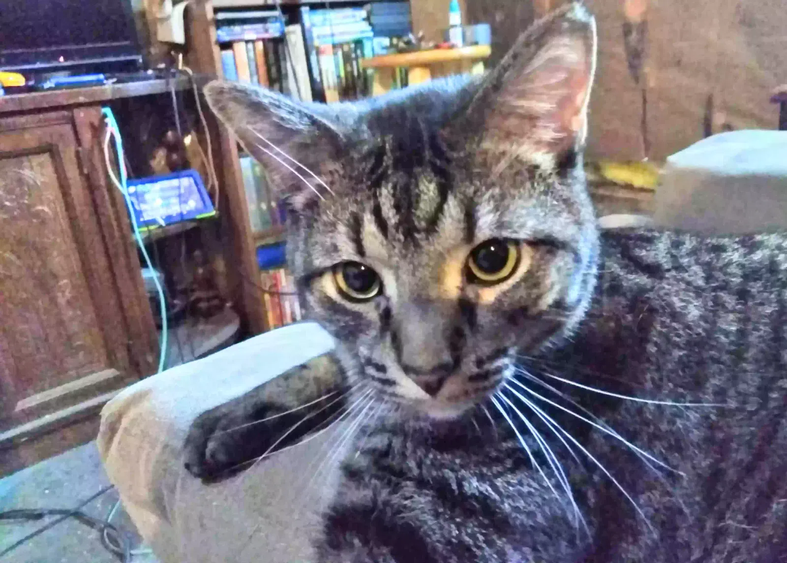 Lost cat in Springfield, IL, 62712