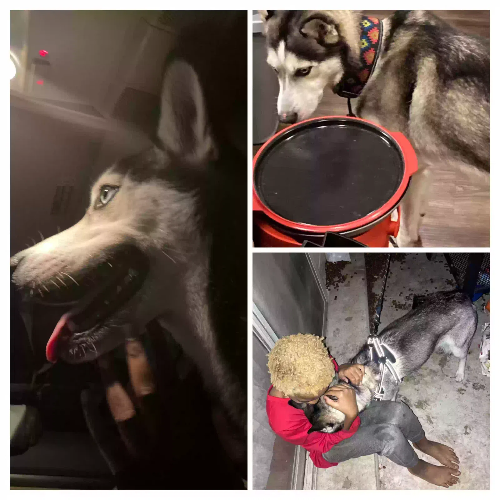 Lost dog in San Antonio, TX, 78213