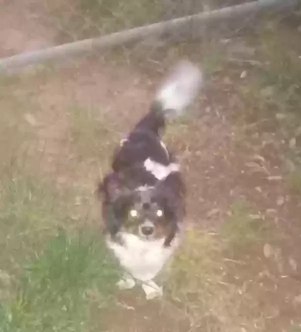 Lost dog in Mansfield, TX, 76063