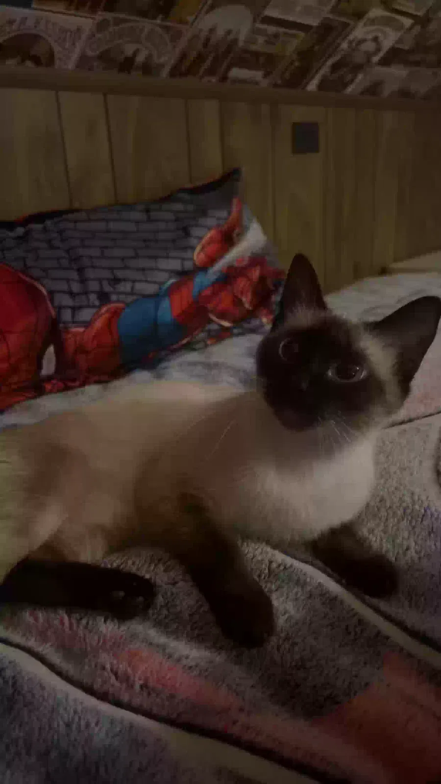 Lost cat in Cleburne, TX, 76033