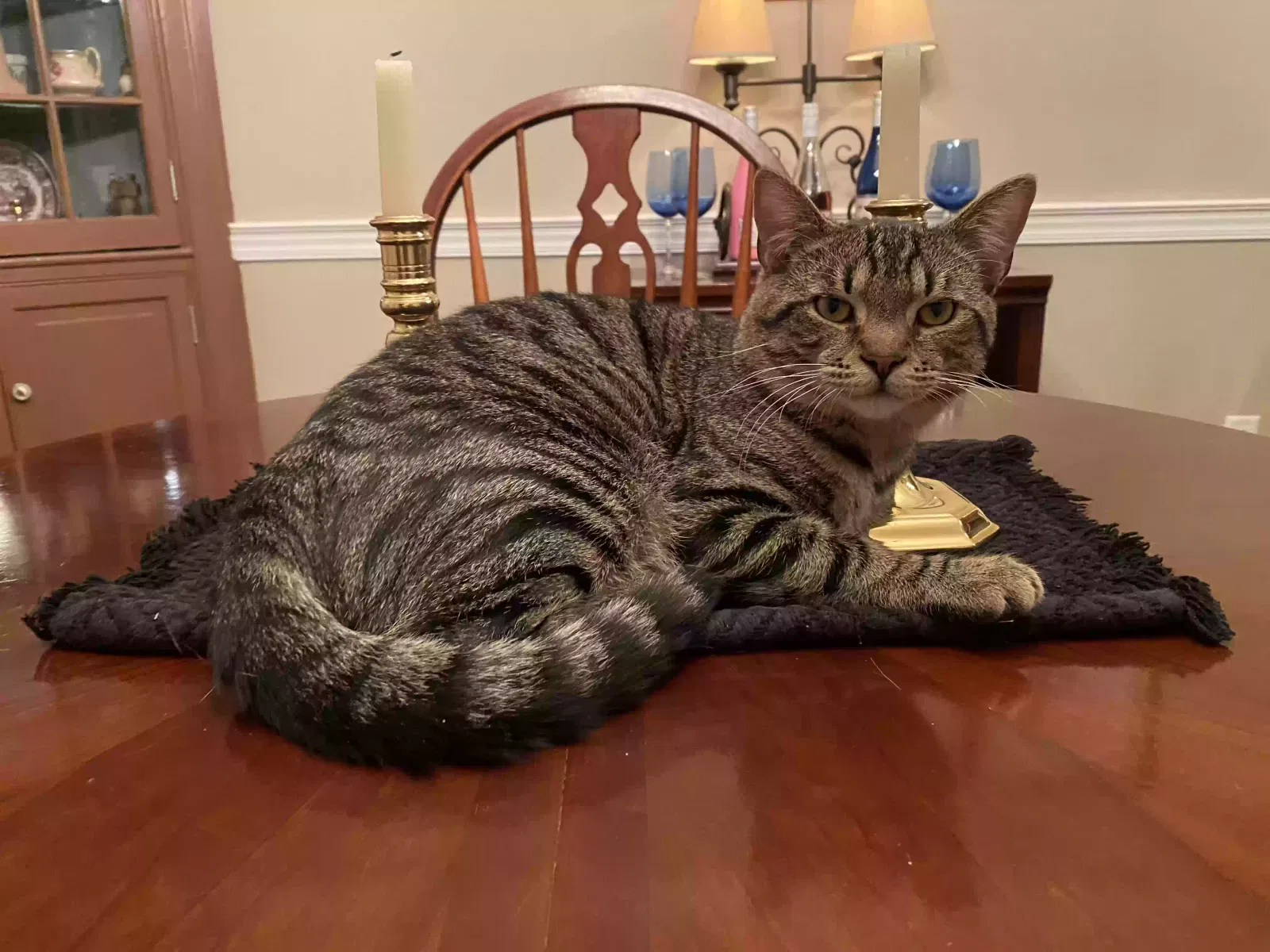 Lost cat in Mohrsville, PA, 19541