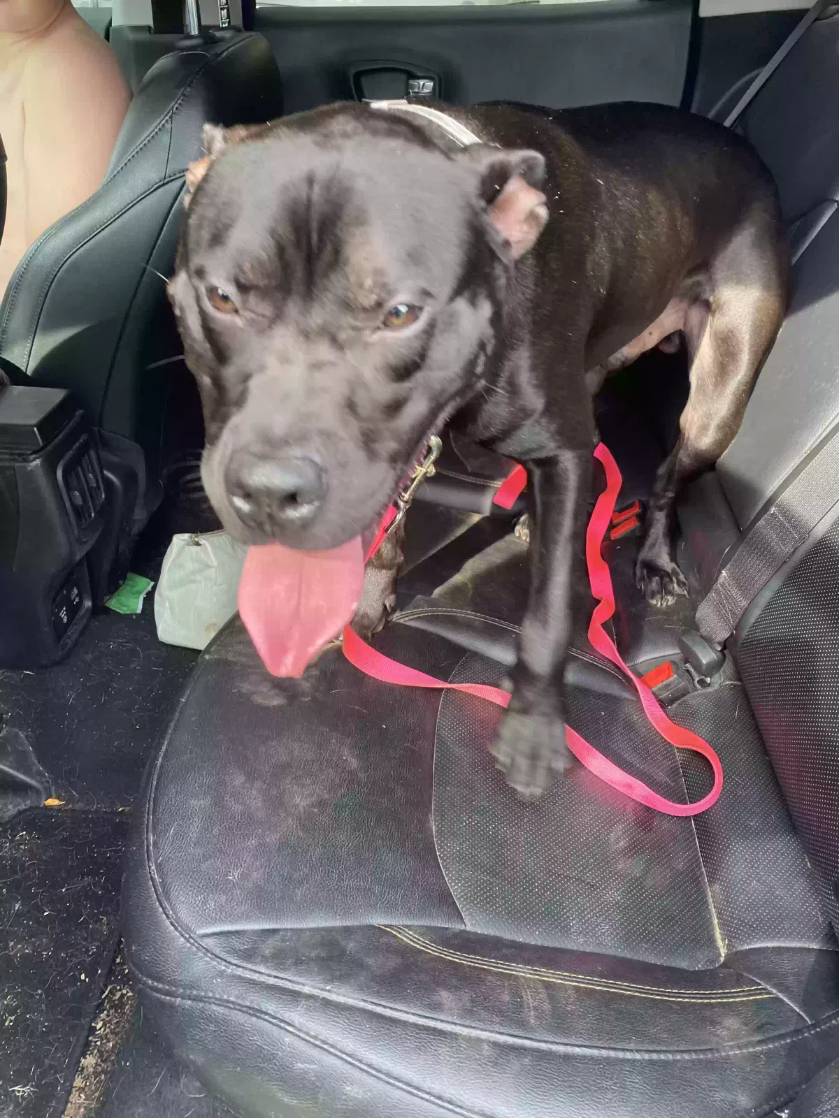 Found dog in Shepherdsville, KY, 40165