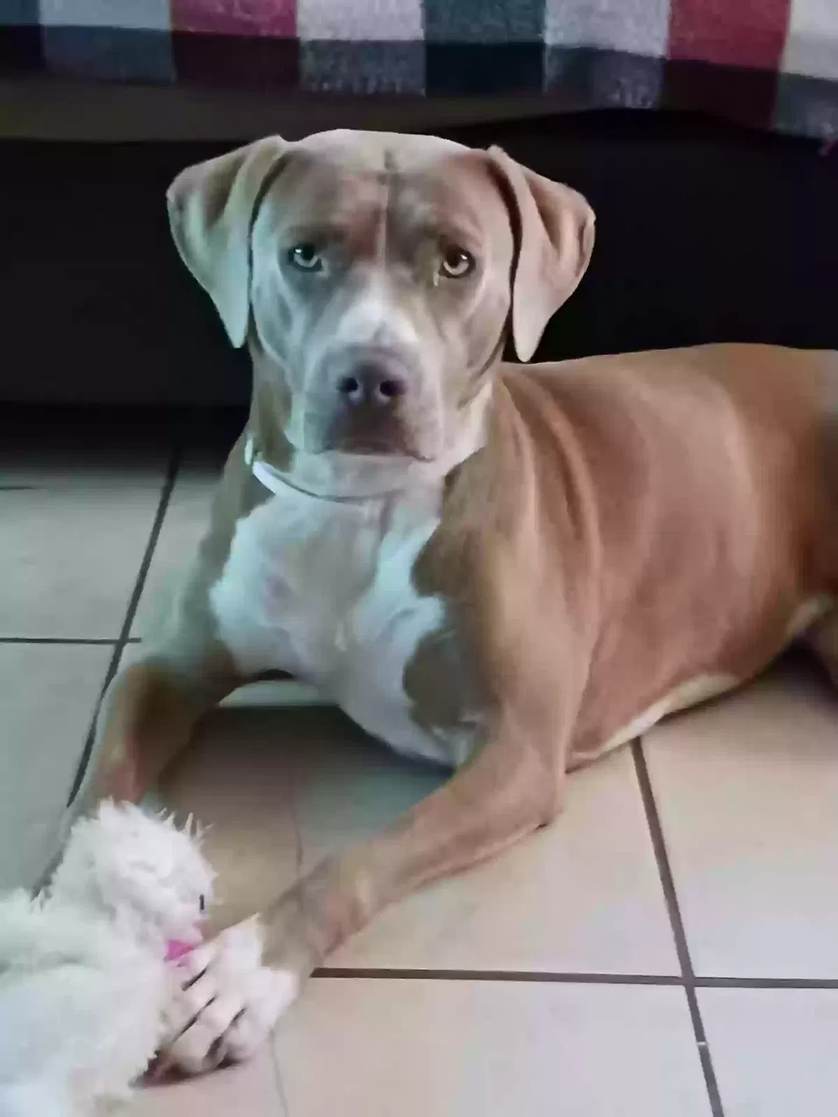 Lost dog in Clovis, NM, 88101