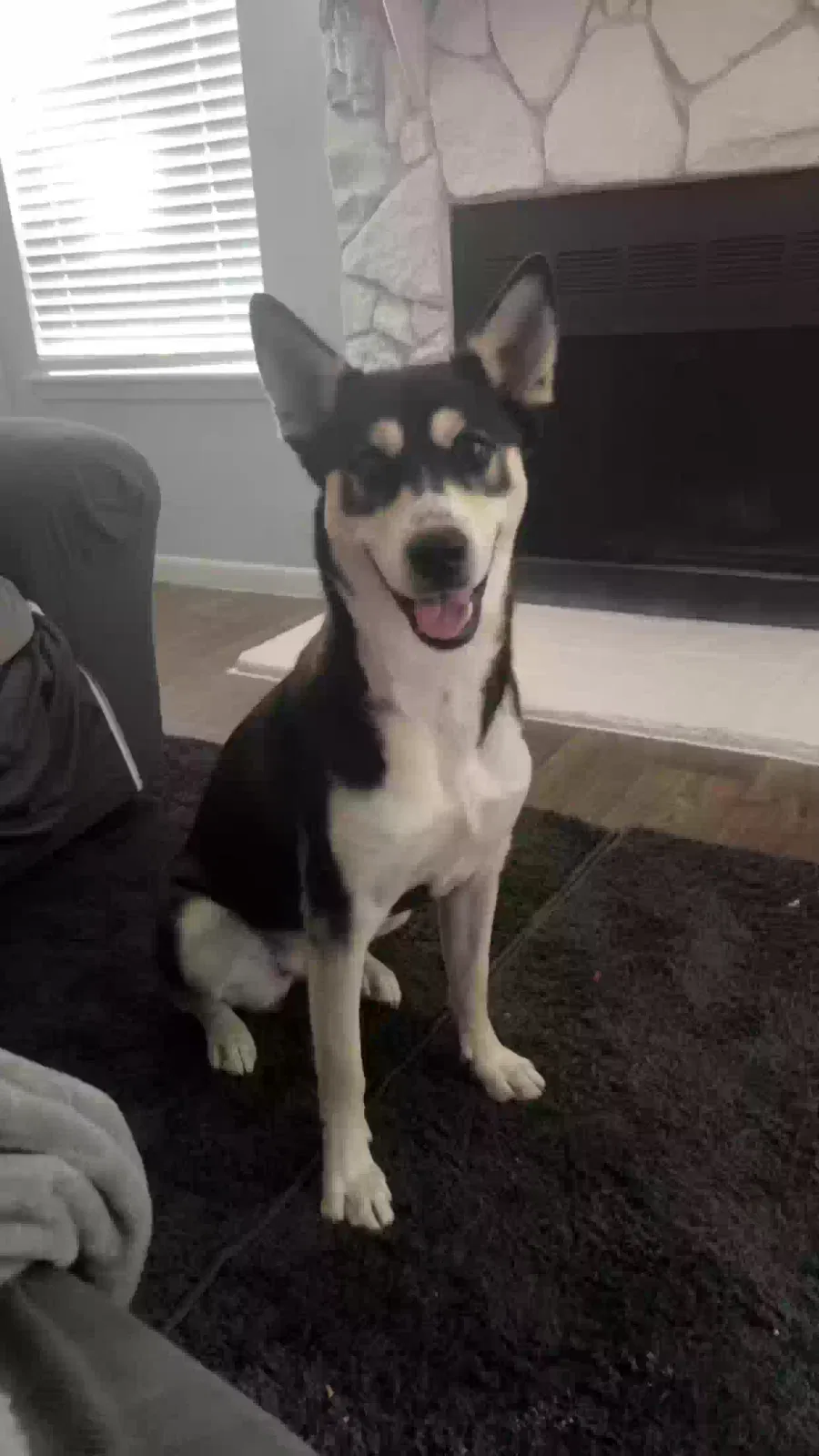 Lost dog in Cleveland, TX, 77327