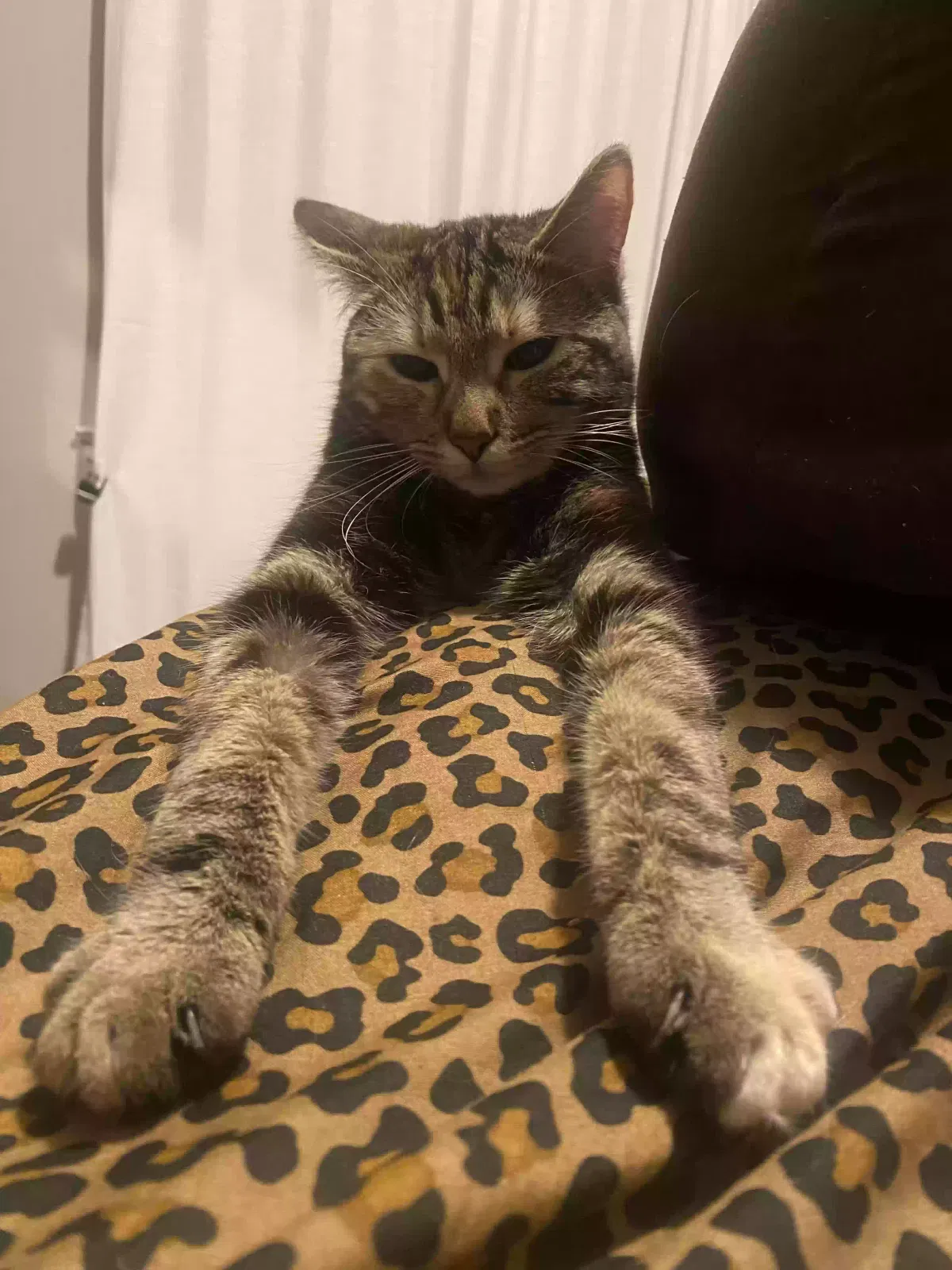 Lost cat in San Jose, CA, 95111