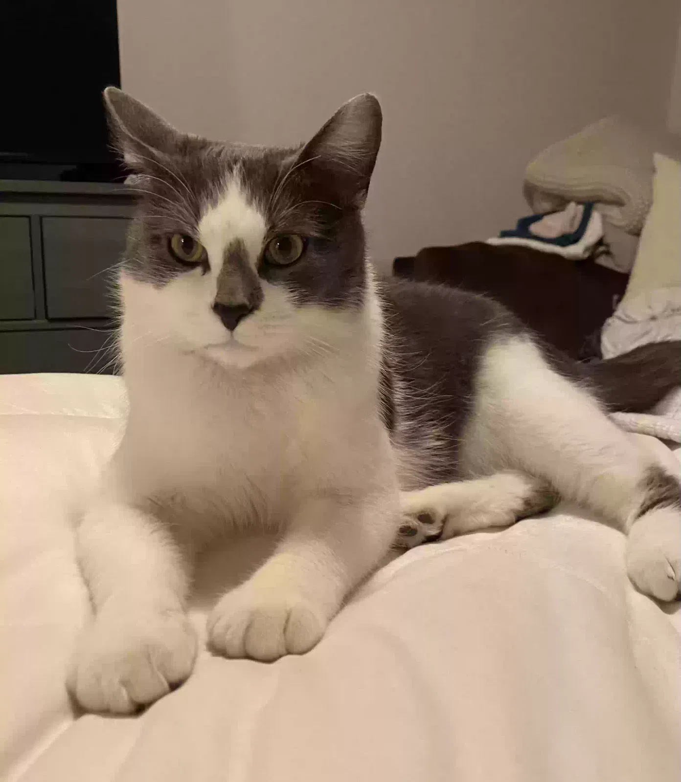 Lost cat in South Saint Paul, MN, 55075