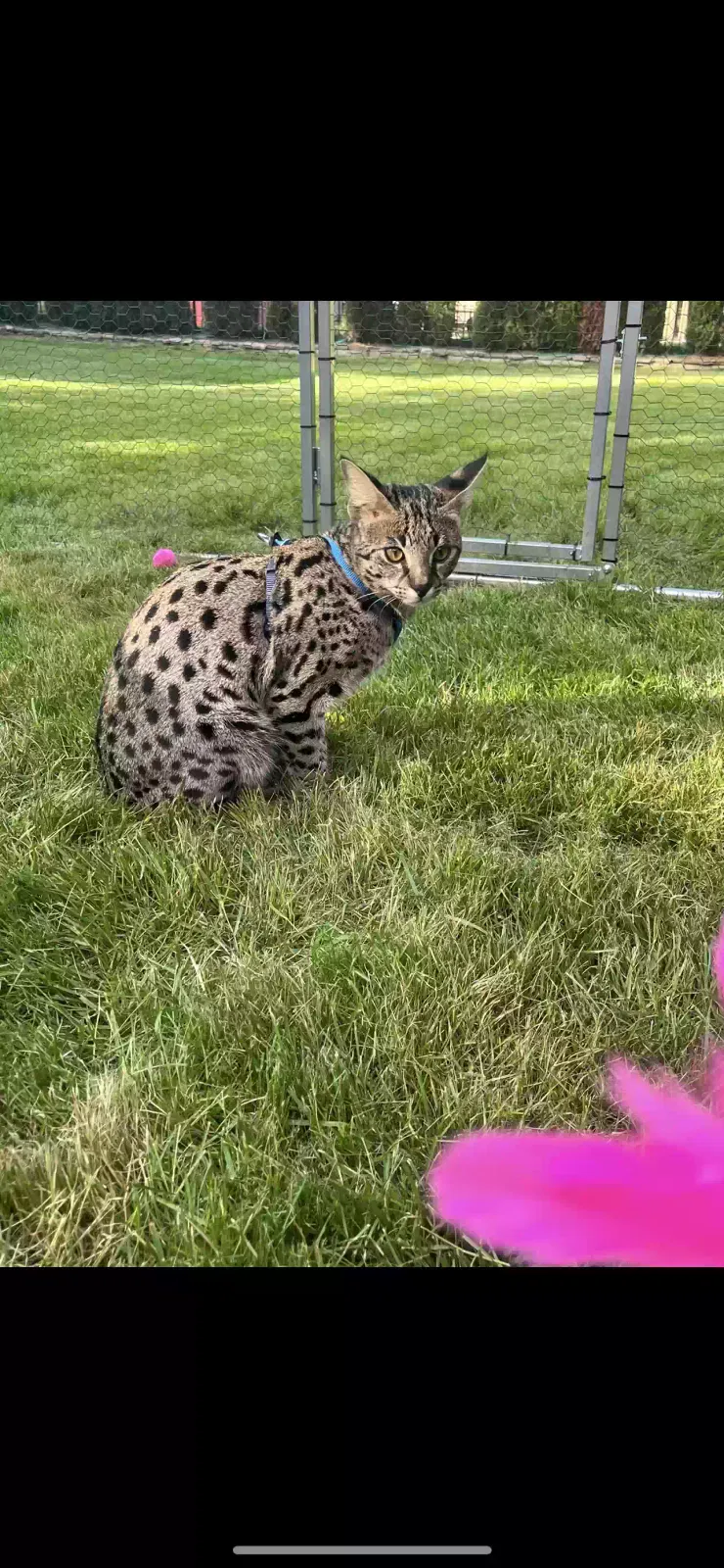 Lost cat in Westlake, OH, 44145