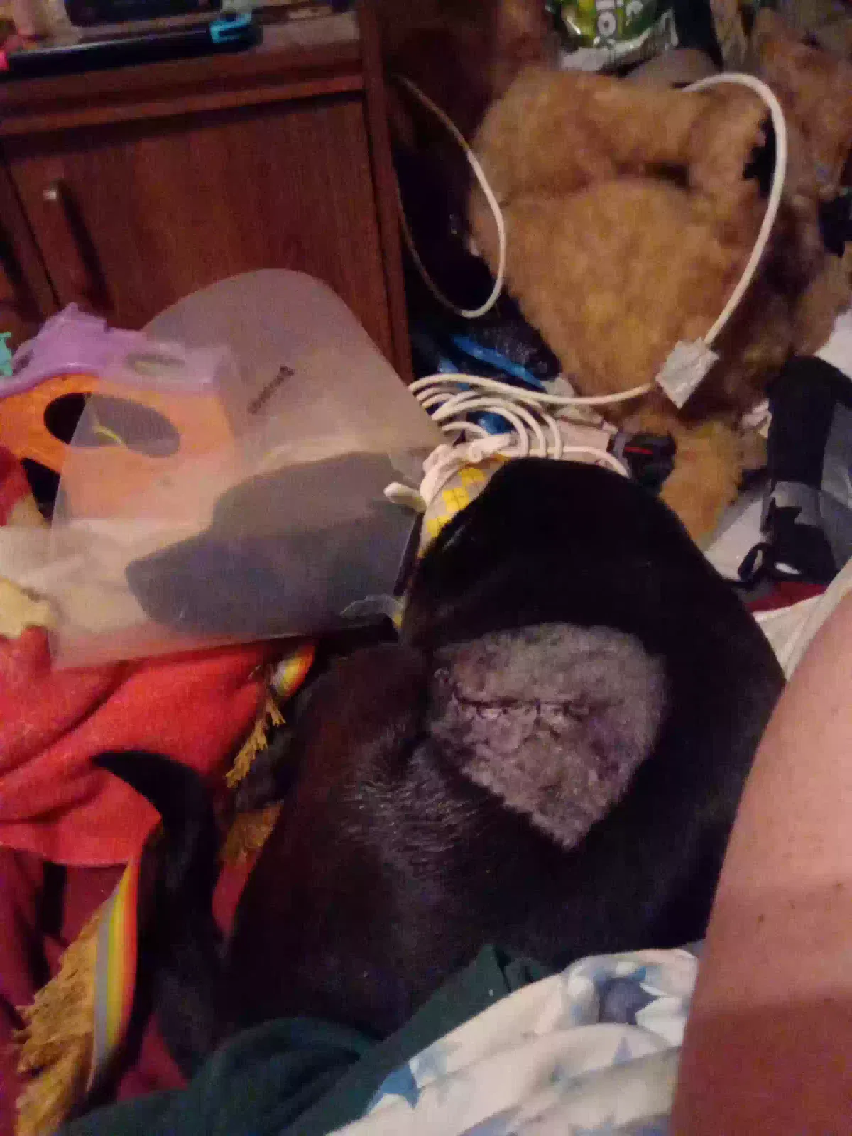 Lost dog in Alvarado, TX, 76009