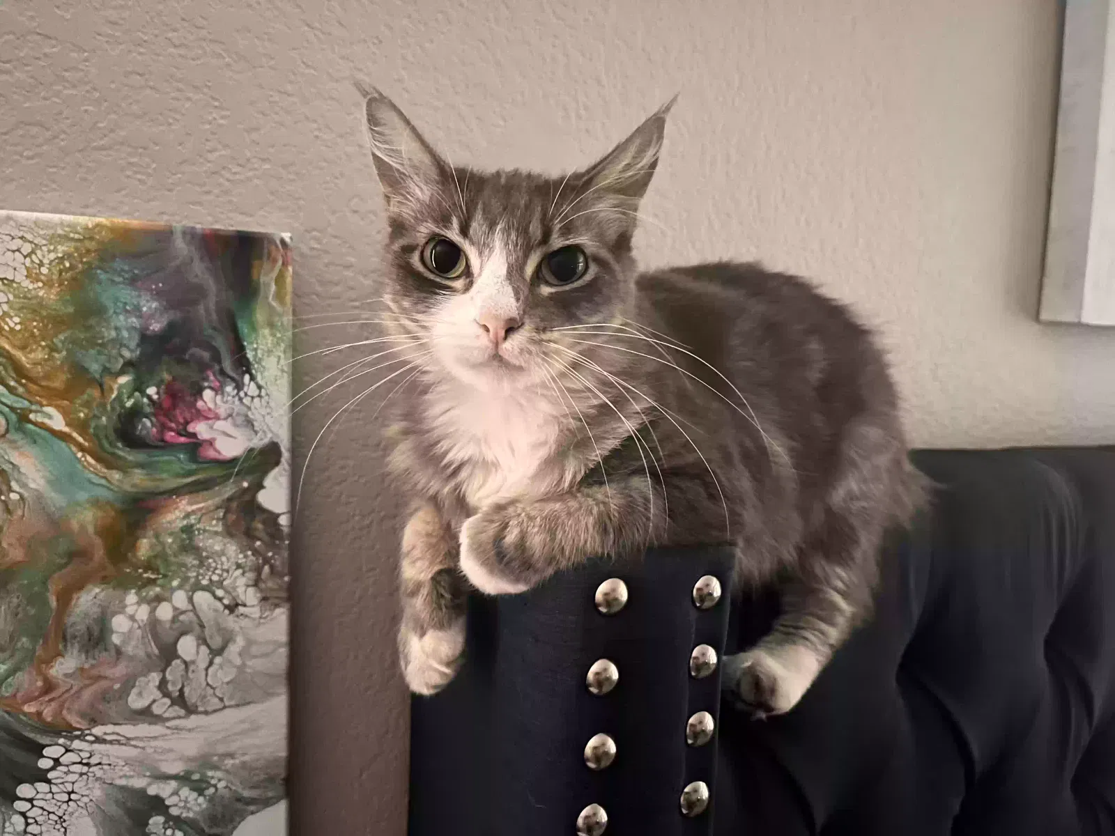 Lost cat in Fort Worth, TX, 76131