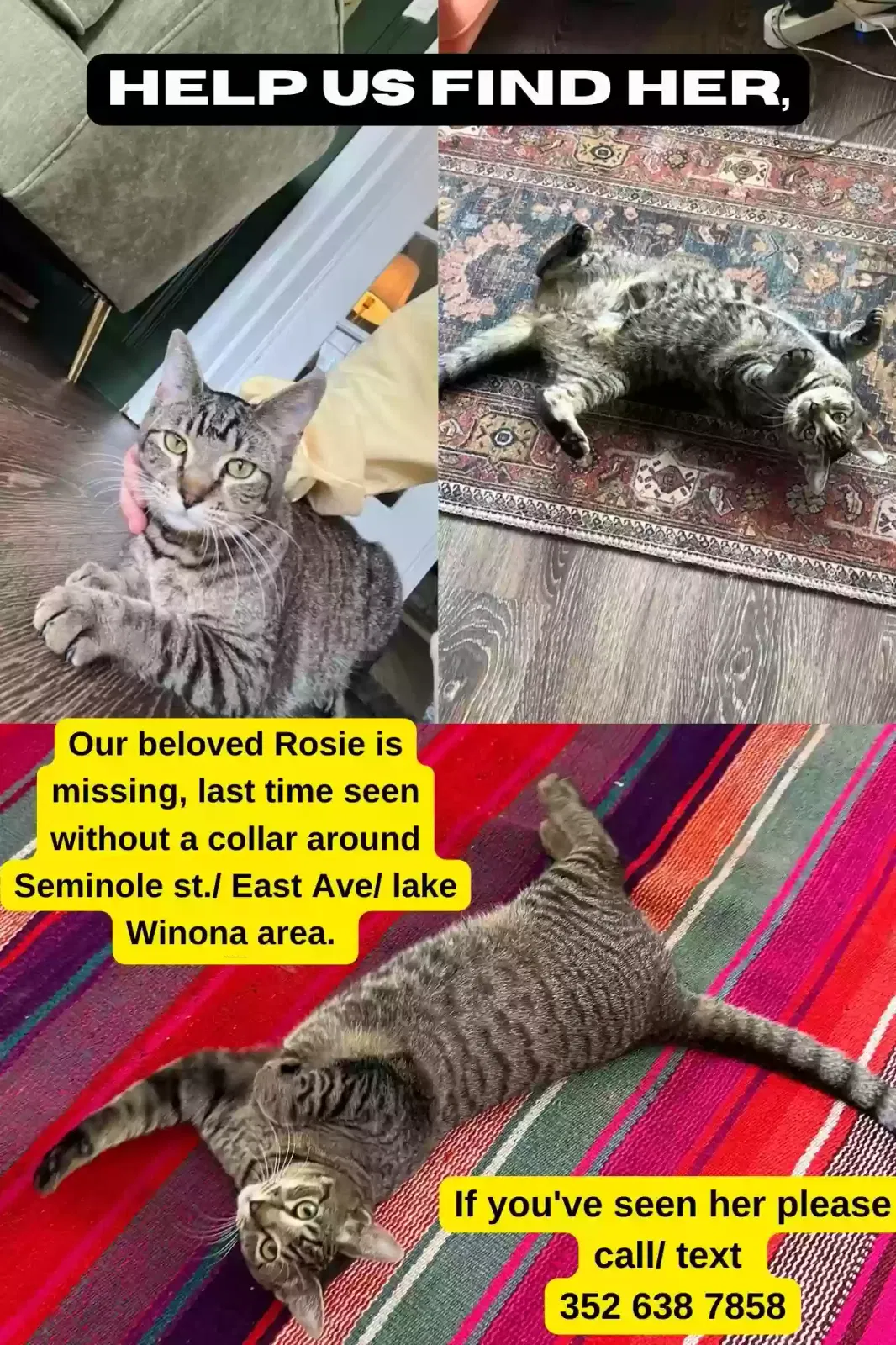 Lost cat in Clermont, FL, 34711