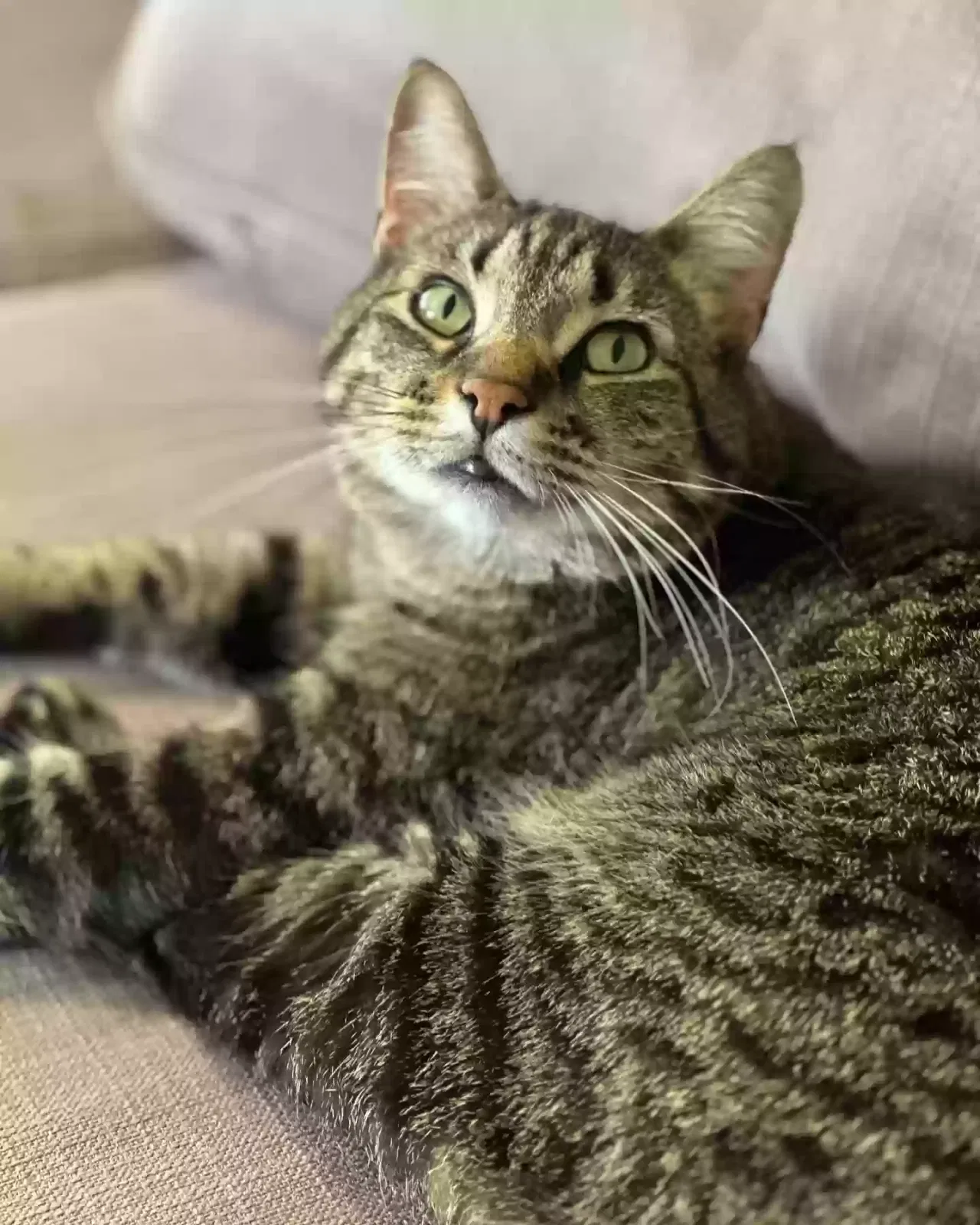 Lost cat in Bluffton, IN, 46714