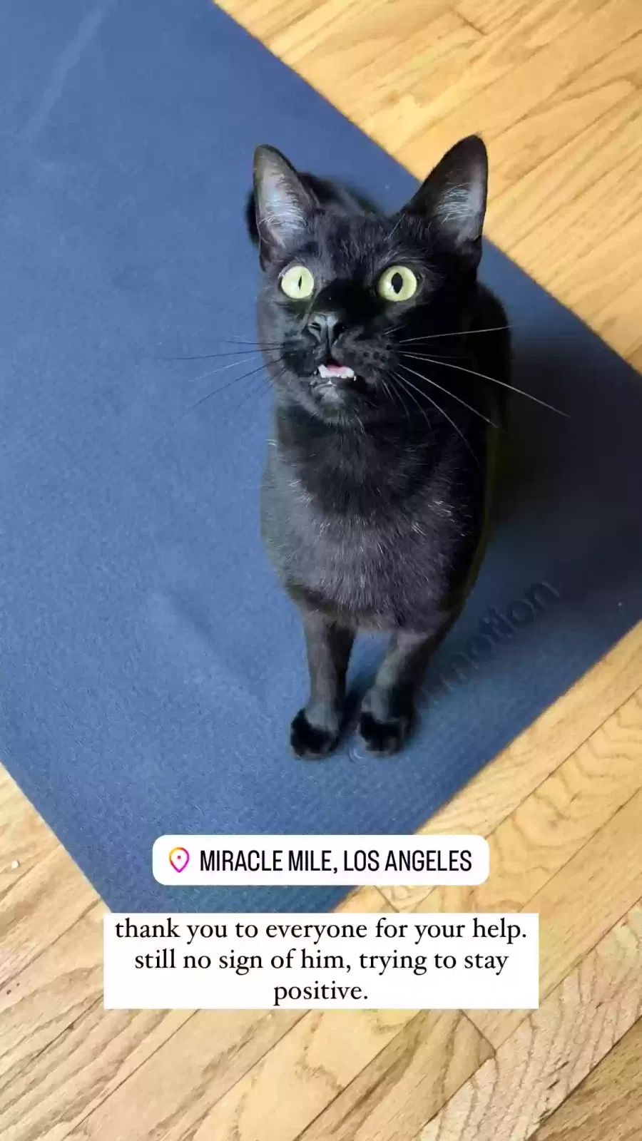 Lost cat in Los Angeles, CA, 90036