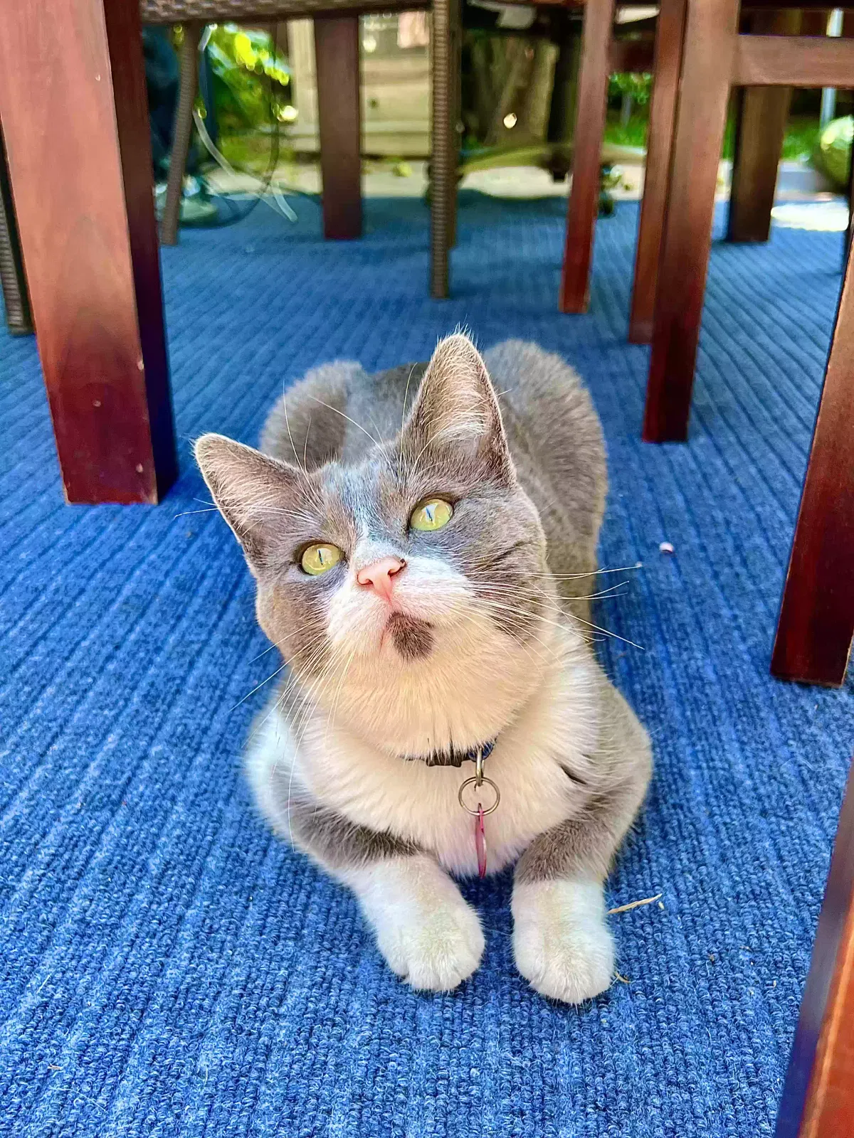Lost cat in Los Angeles, CA, 90006