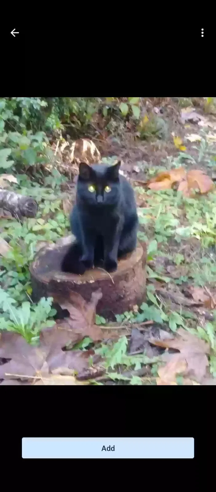Lost cat in Puyallup, WA, 98371