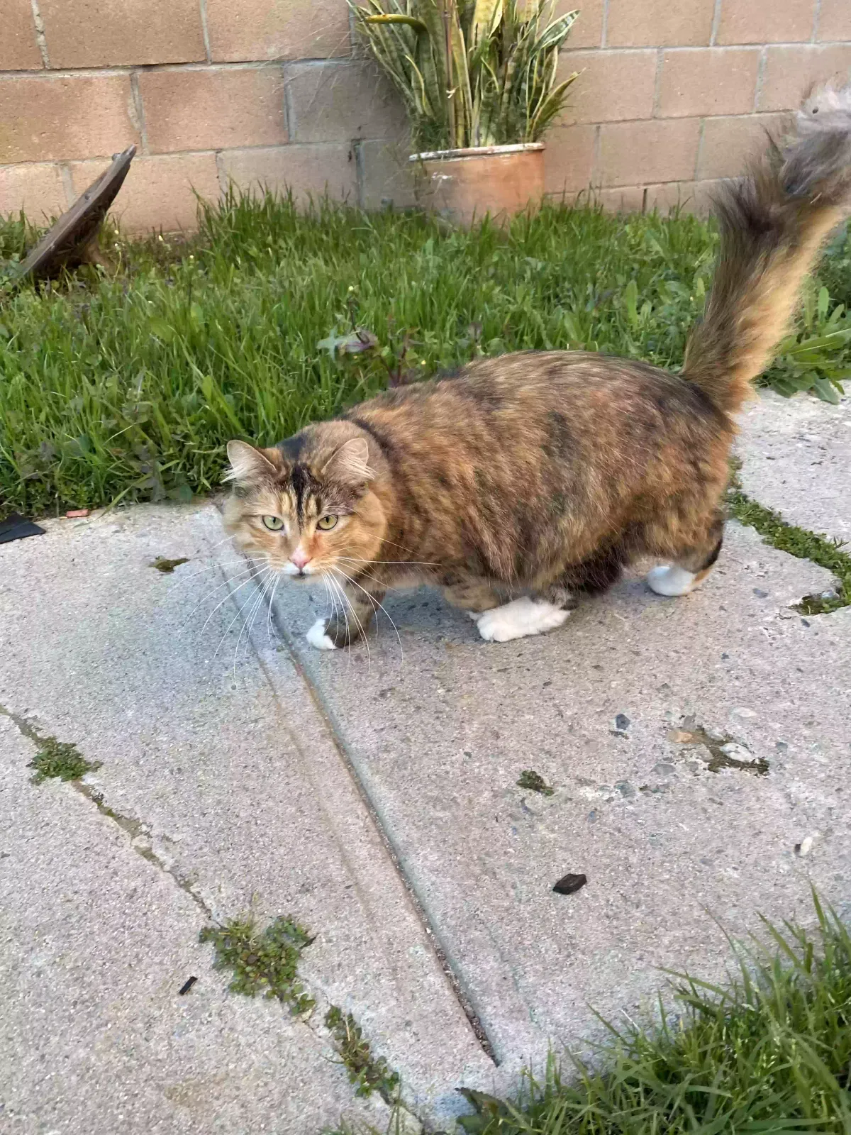 Lost cat in Temecula, CA, 92592