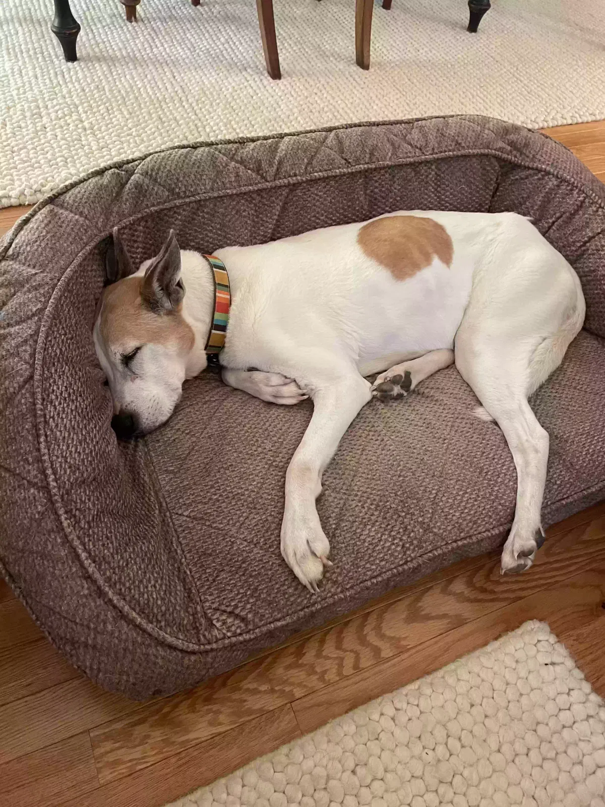 Lost dog in Maidens, VA, 23102