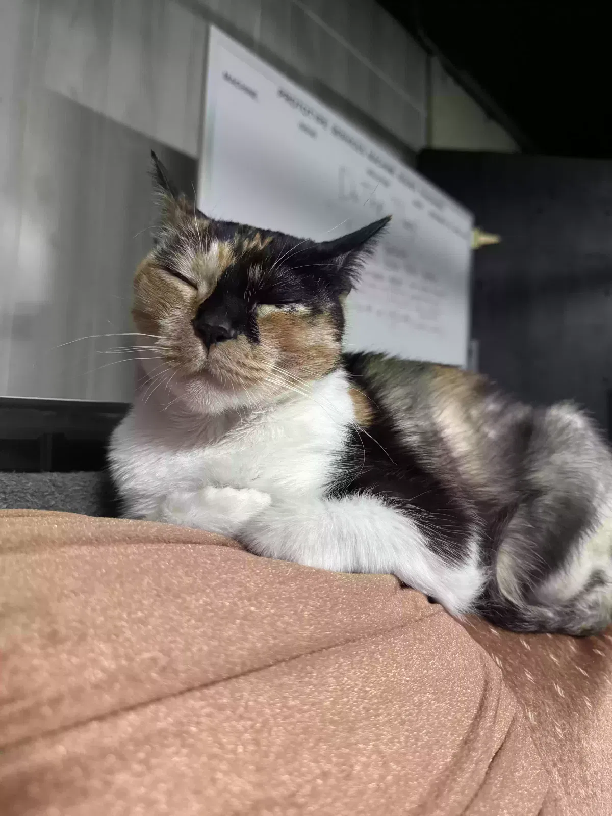 Lost cat in Lanexa, VA, 23089