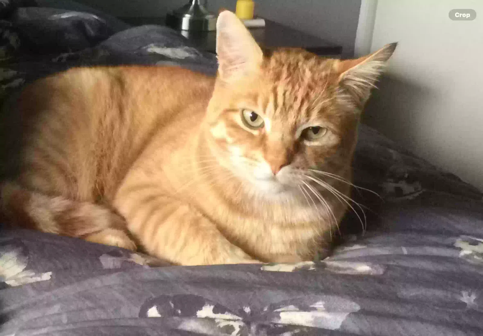 Lost cat in Portland, OR, 97230