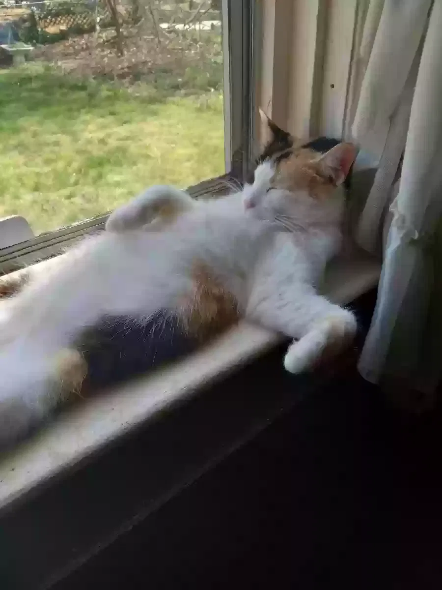 Lost cat in Pennsauken, NJ, 8110