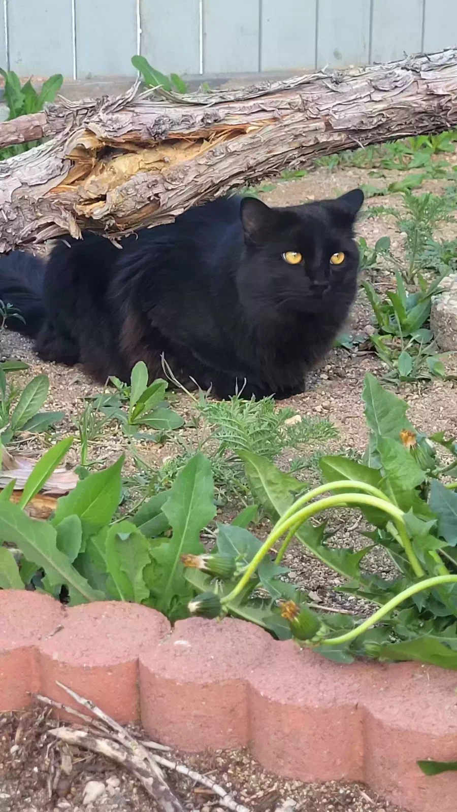 Lost cat in Reno, NV, 89506