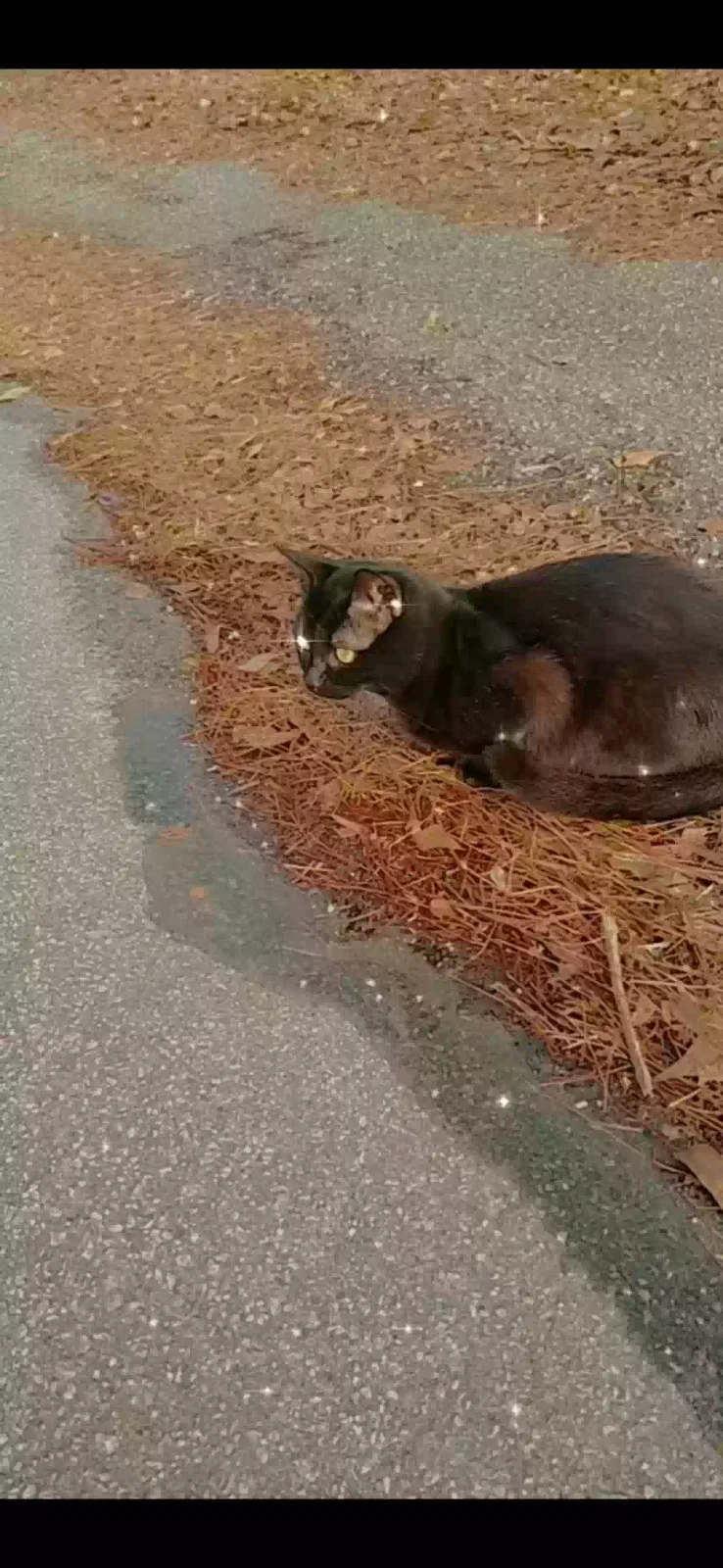 Lost cat in Sumter, SC, 29150