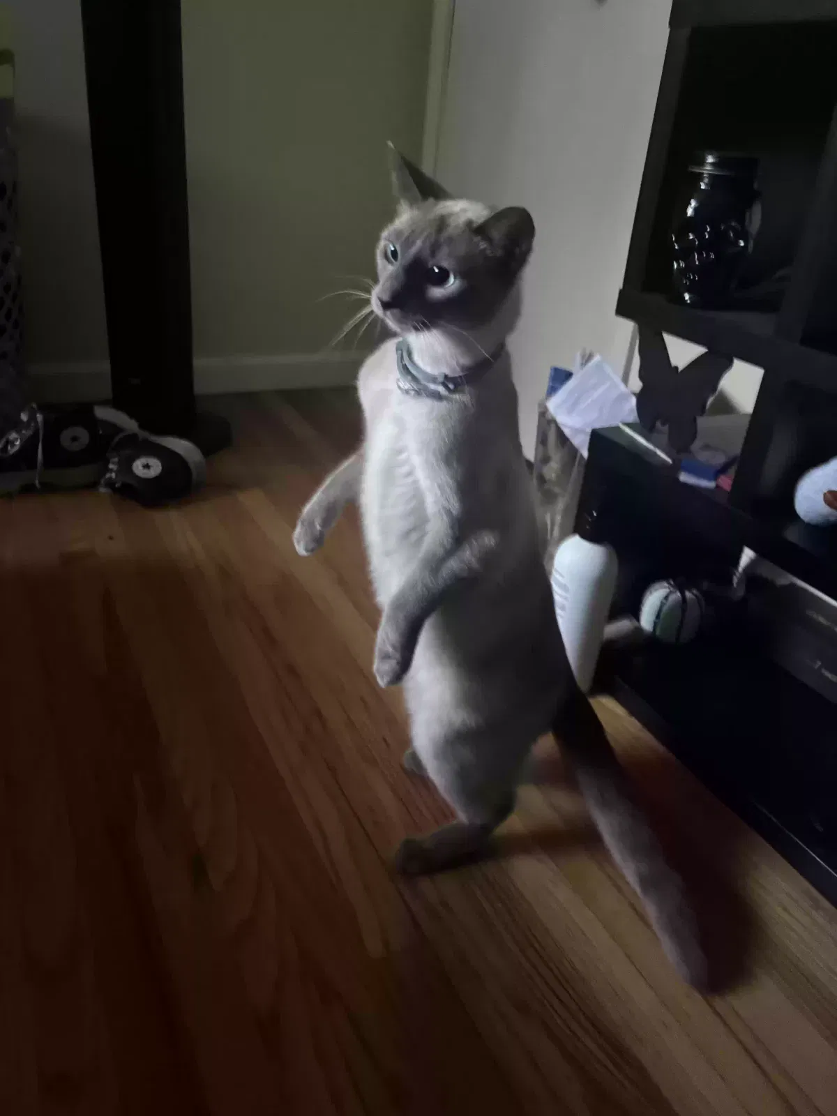 Lost cat in San Jose, CA, 95124