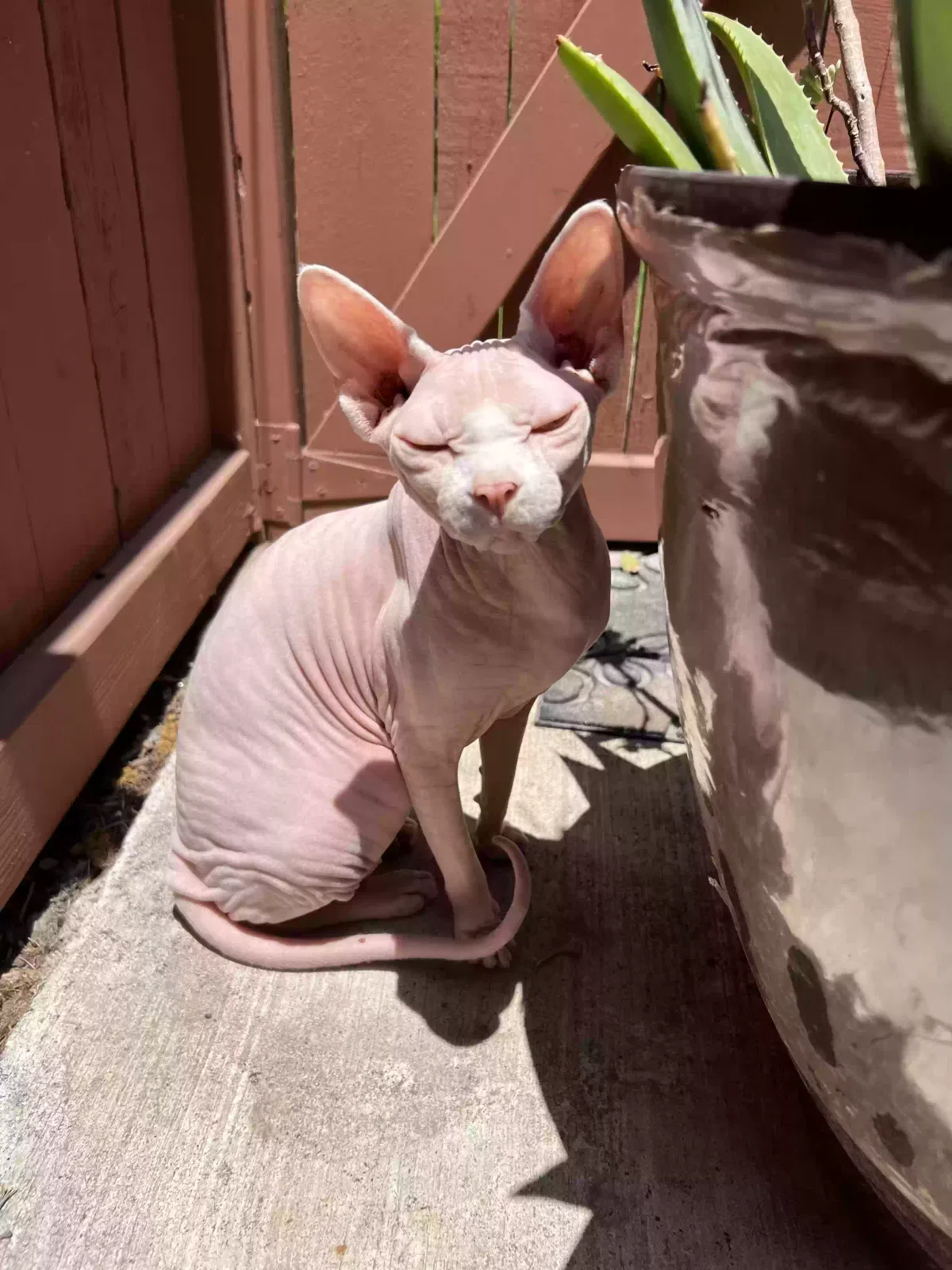 Lost cat in Diamond Bar, CA, 91765