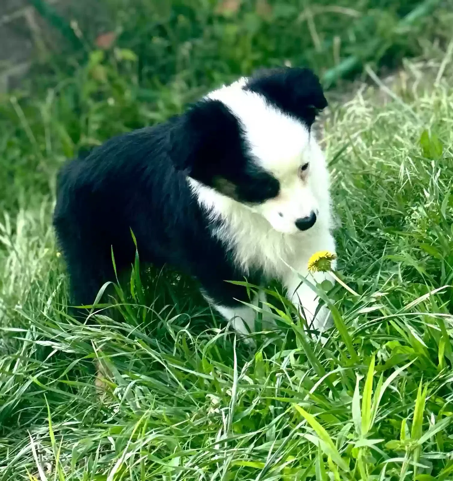 Lost dog in Lawton, OK, 73507