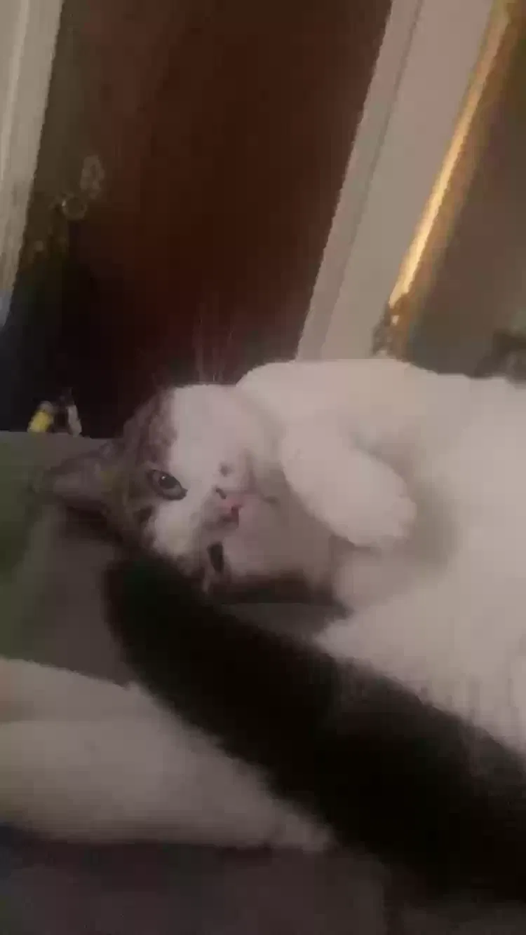 Lost cat in Mentor, OH, 44060