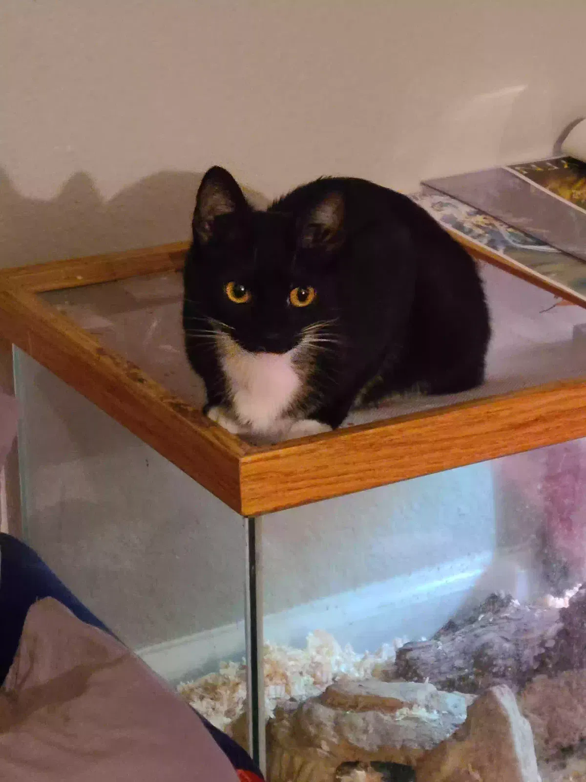 Lost cat in Newberg, OR, 97132