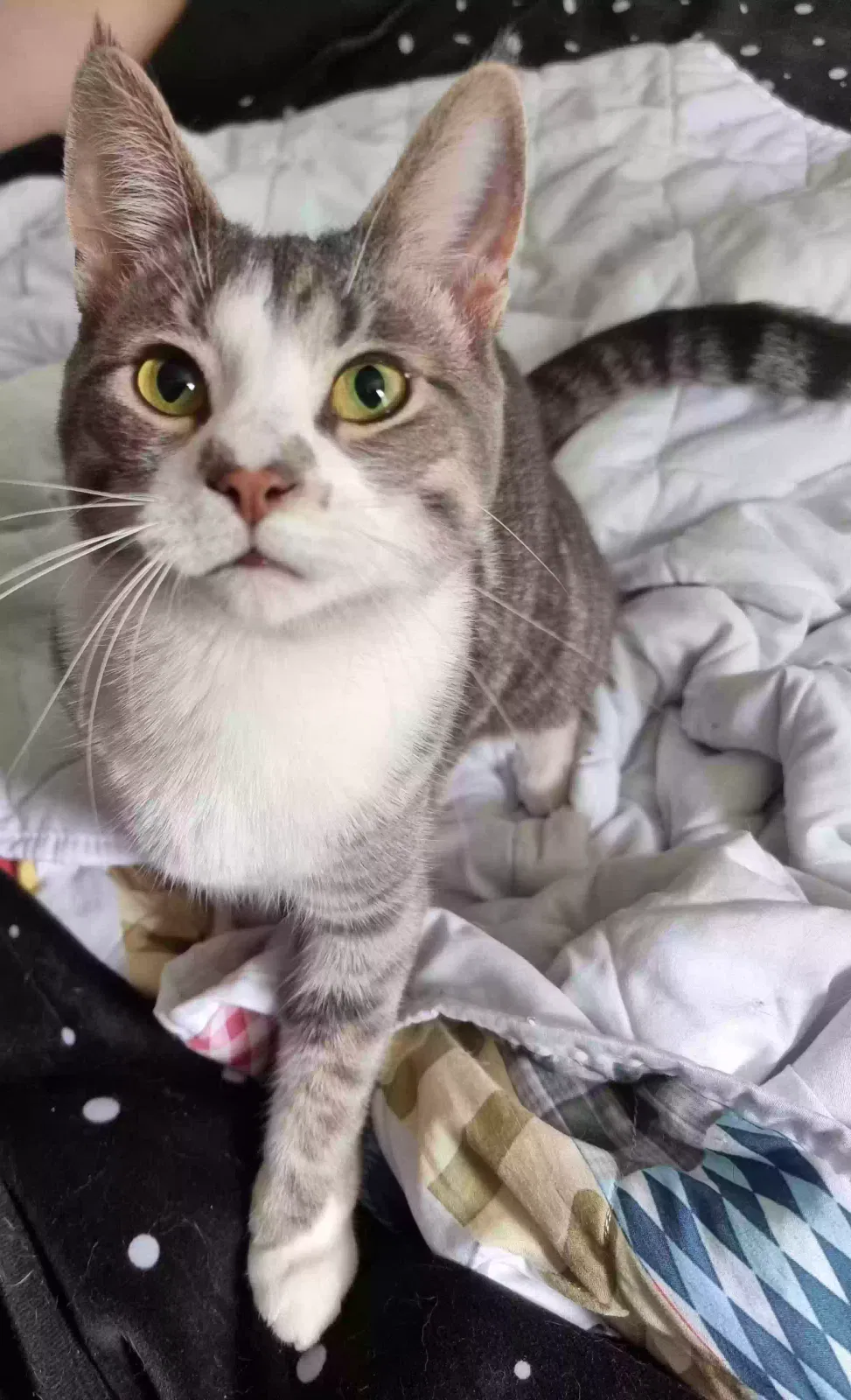 Lost cat in Lockport, NY, 14094