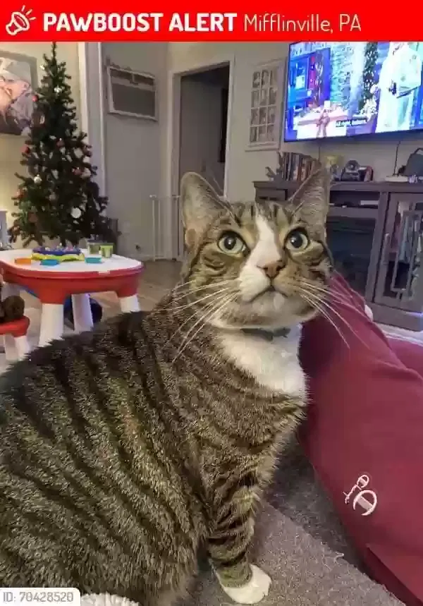 Lost cat in Nescopeck, PA, 18635