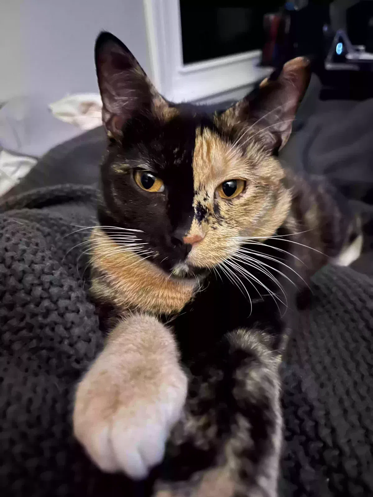 Lost cat in Athens, GA, 30605