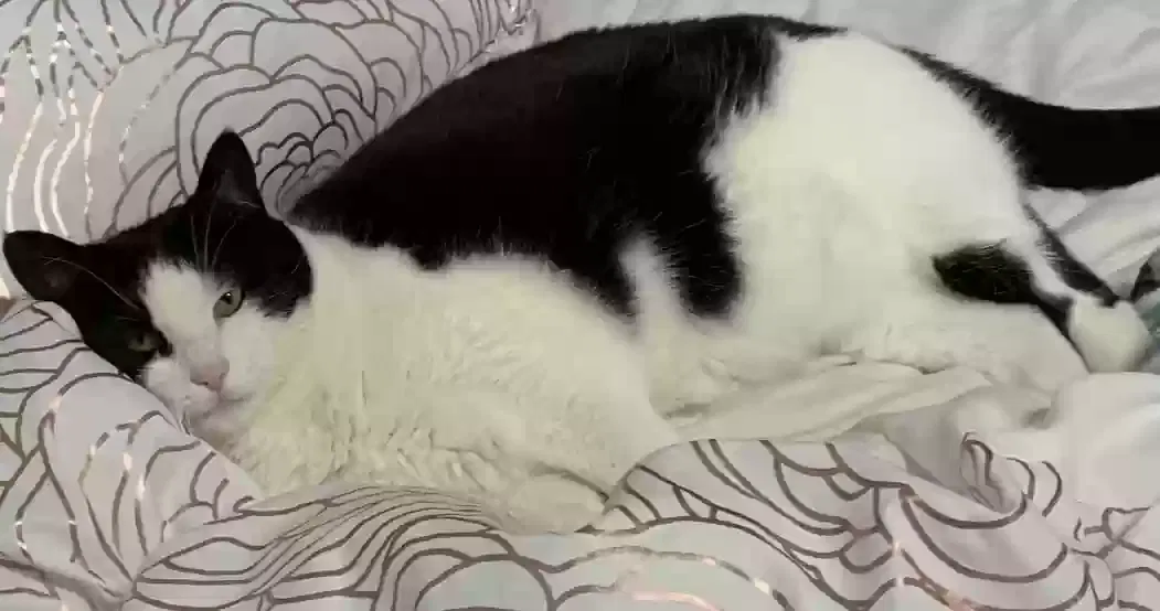 Lost cat in Portland, OR, 97229