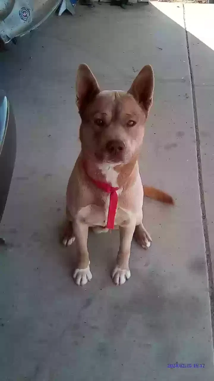 Lost dog in Lancaster, CA, 93535